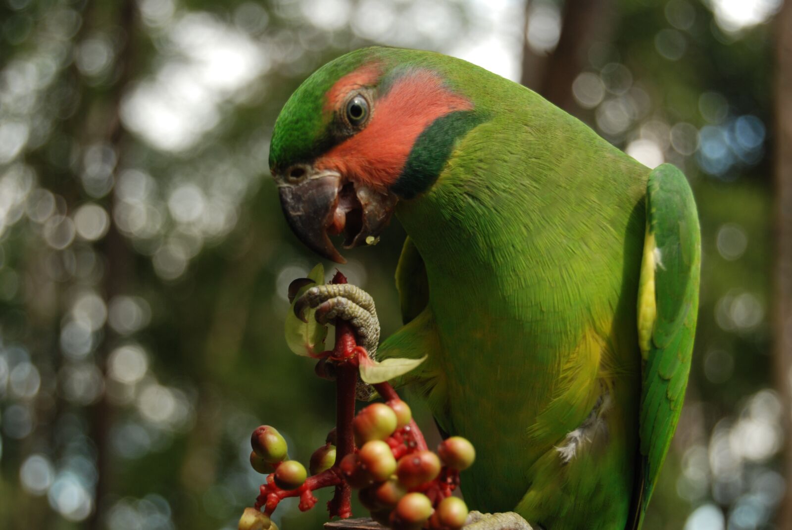 Nikon D40X sample photo. Birds of typical, cateches photography
