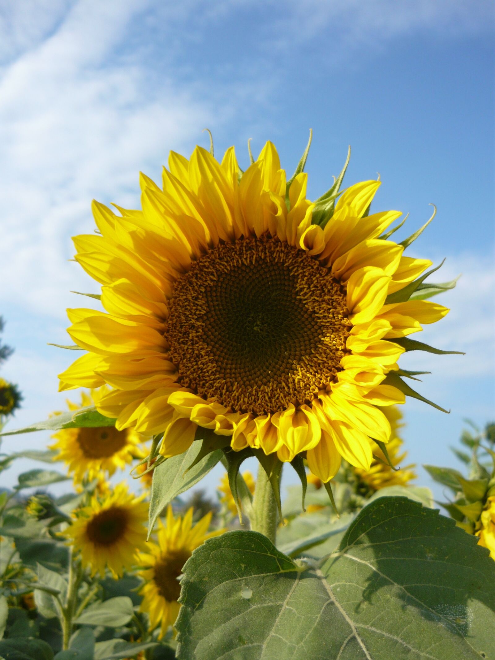 Panasonic Lumix DMC-LS80 sample photo. Sunflower, autumn, sky photography