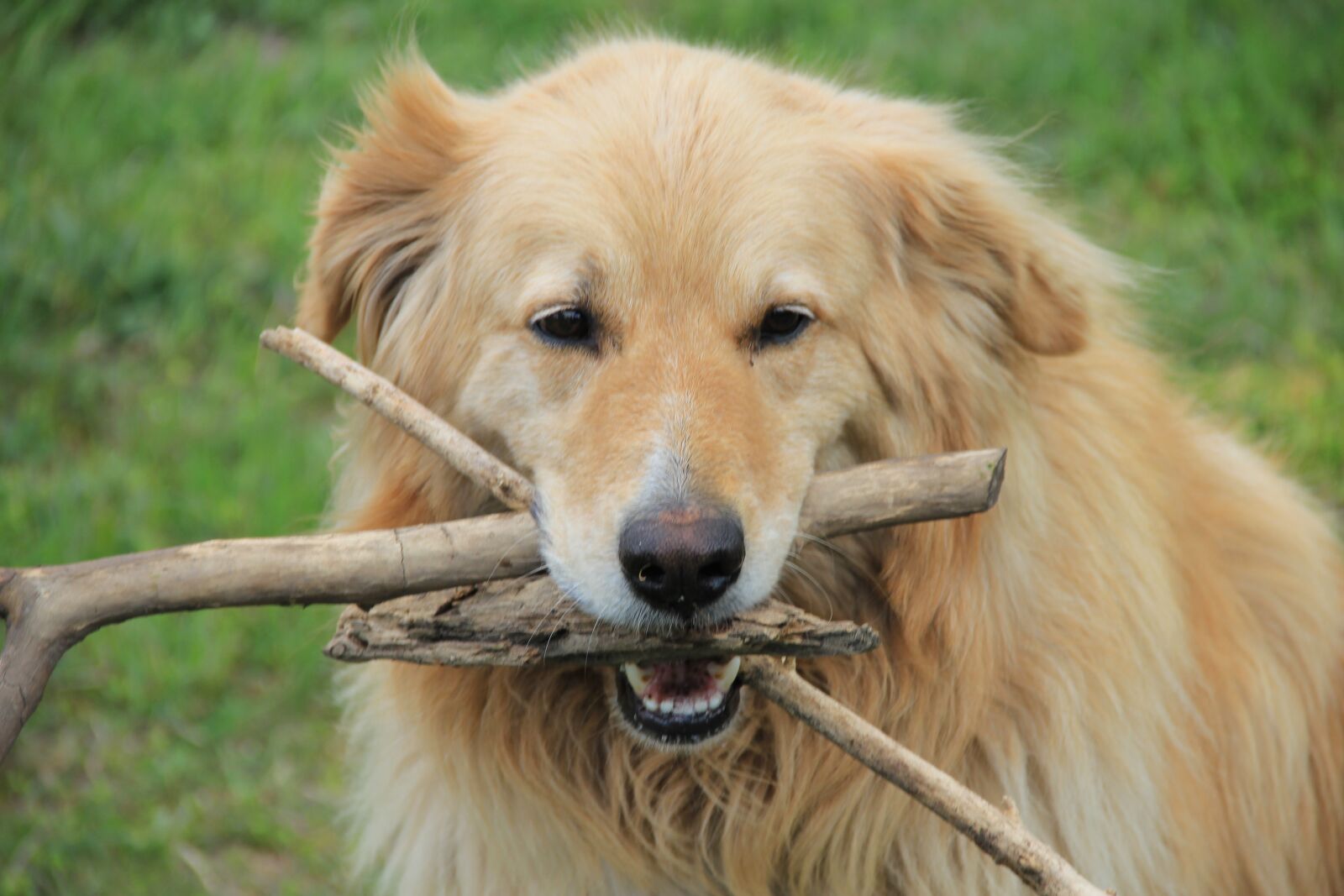 Canon EOS 550D (EOS Rebel T2i / EOS Kiss X4) sample photo. Dog, game, cant photography