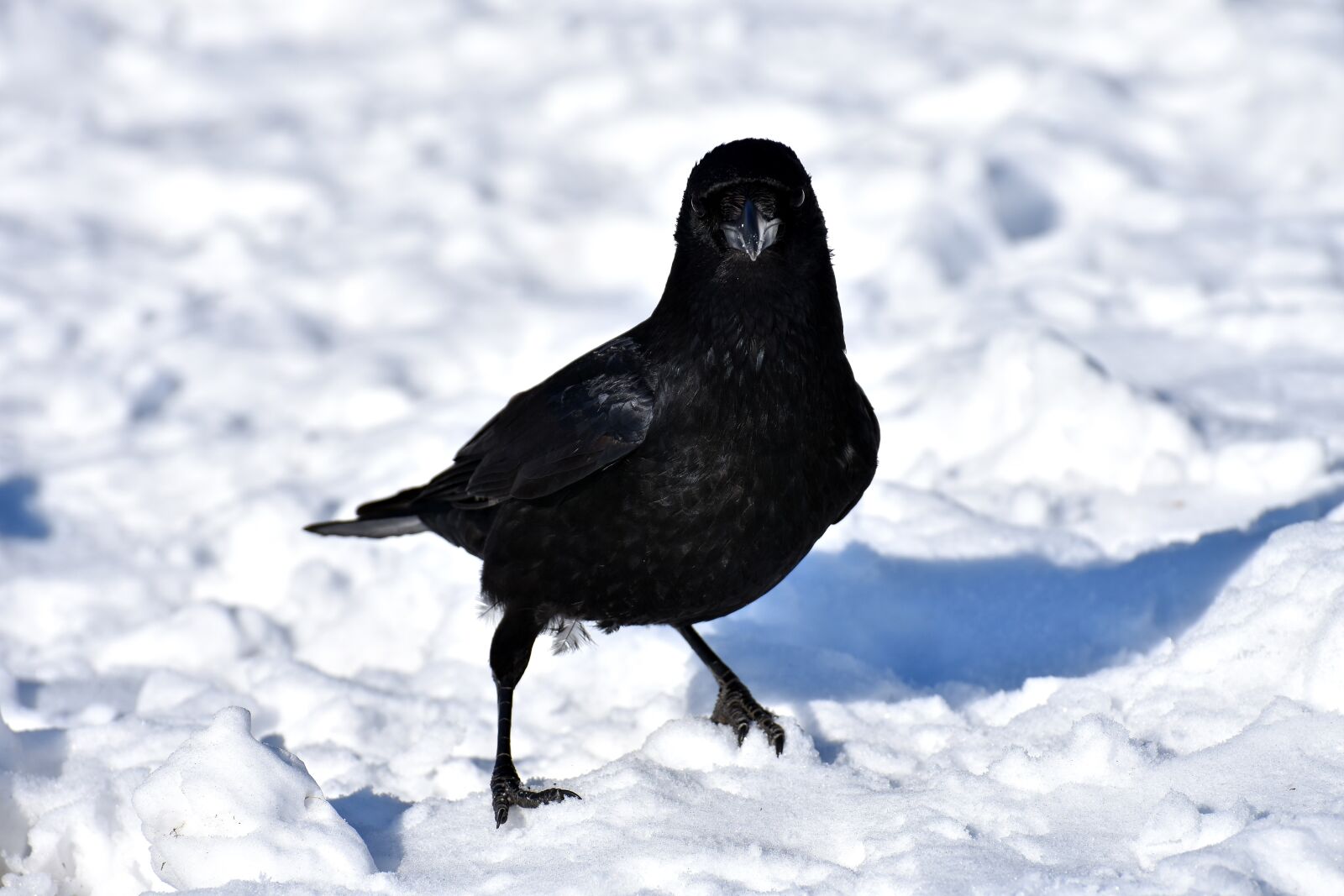 Nikon D7200 sample photo. Crow, animal, common raven photography