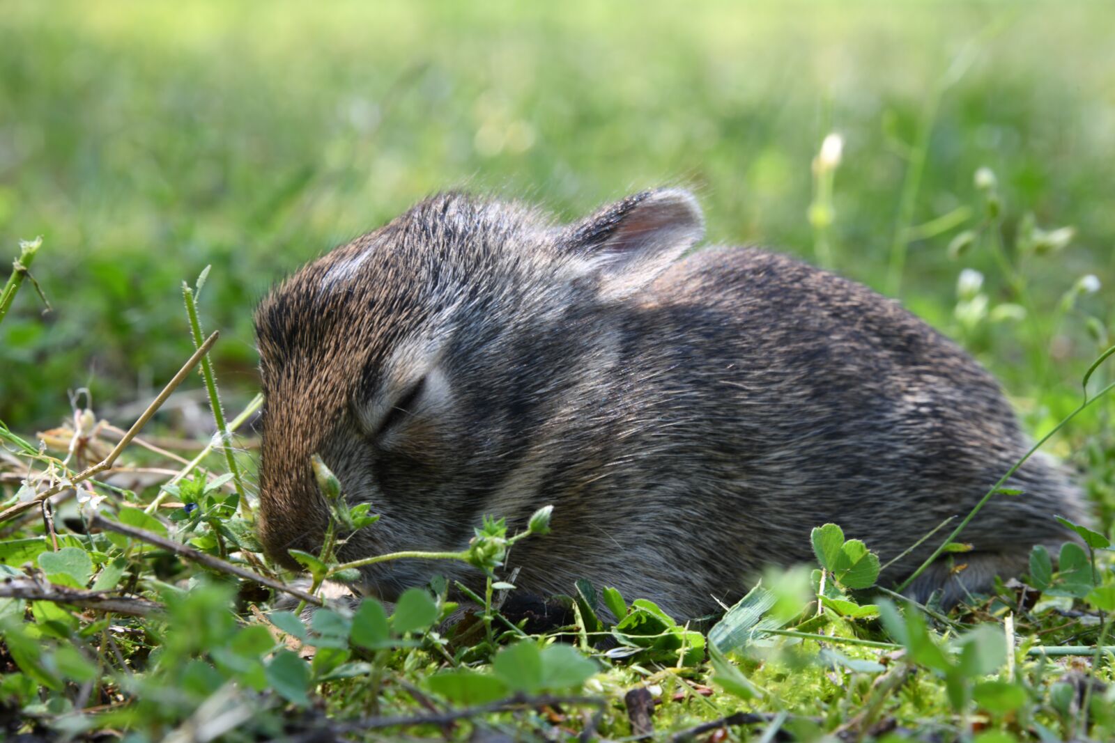 Nikon D850 sample photo. Baby, kit, bunny photography
