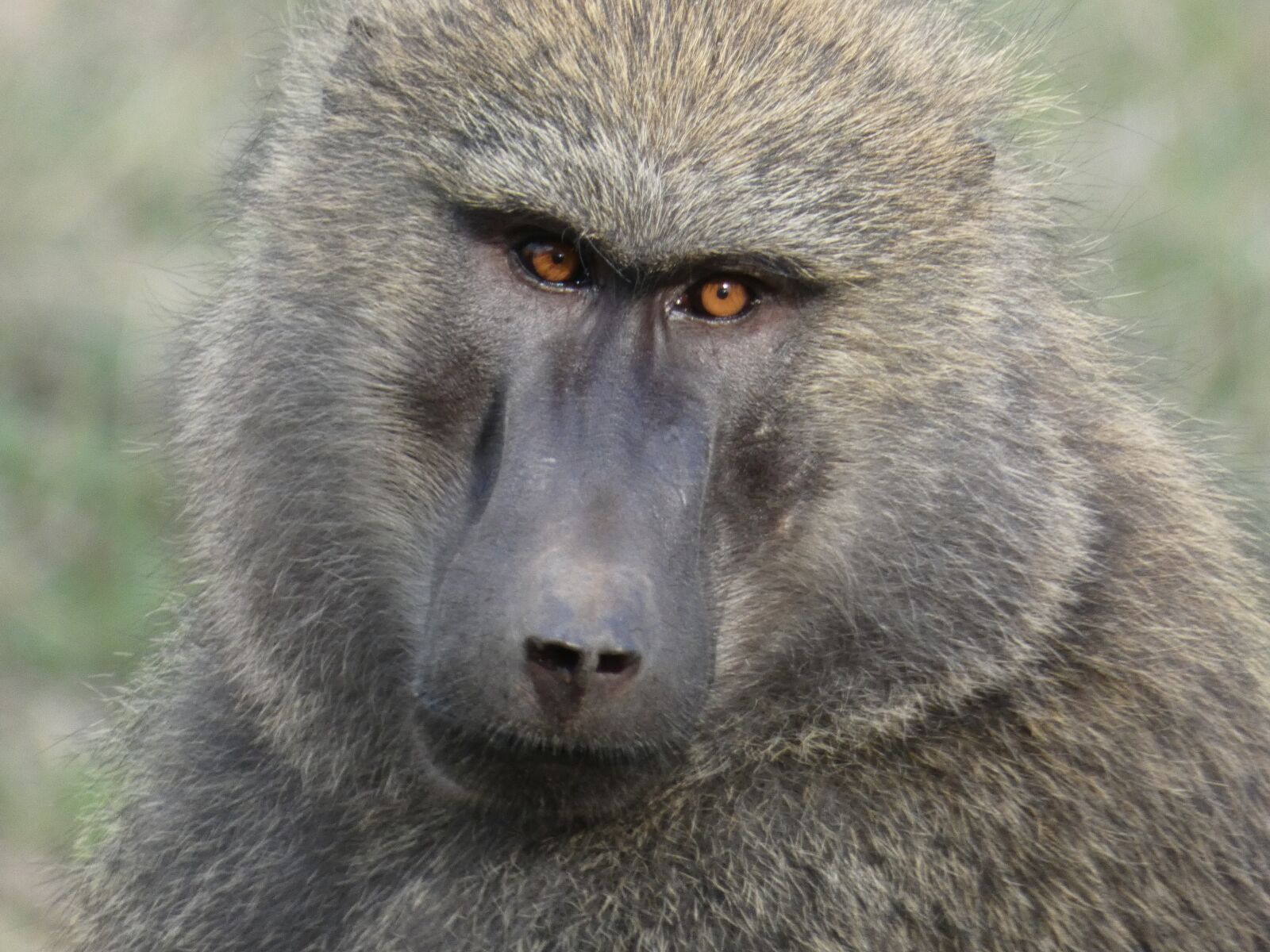 Panasonic DC-FZ80 sample photo. Baboon, africa, monkey photography