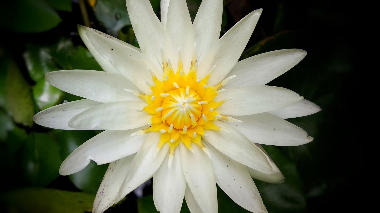 Xiaomi Mi A1 sample photo. Lily, natural, beautiful flowers photography