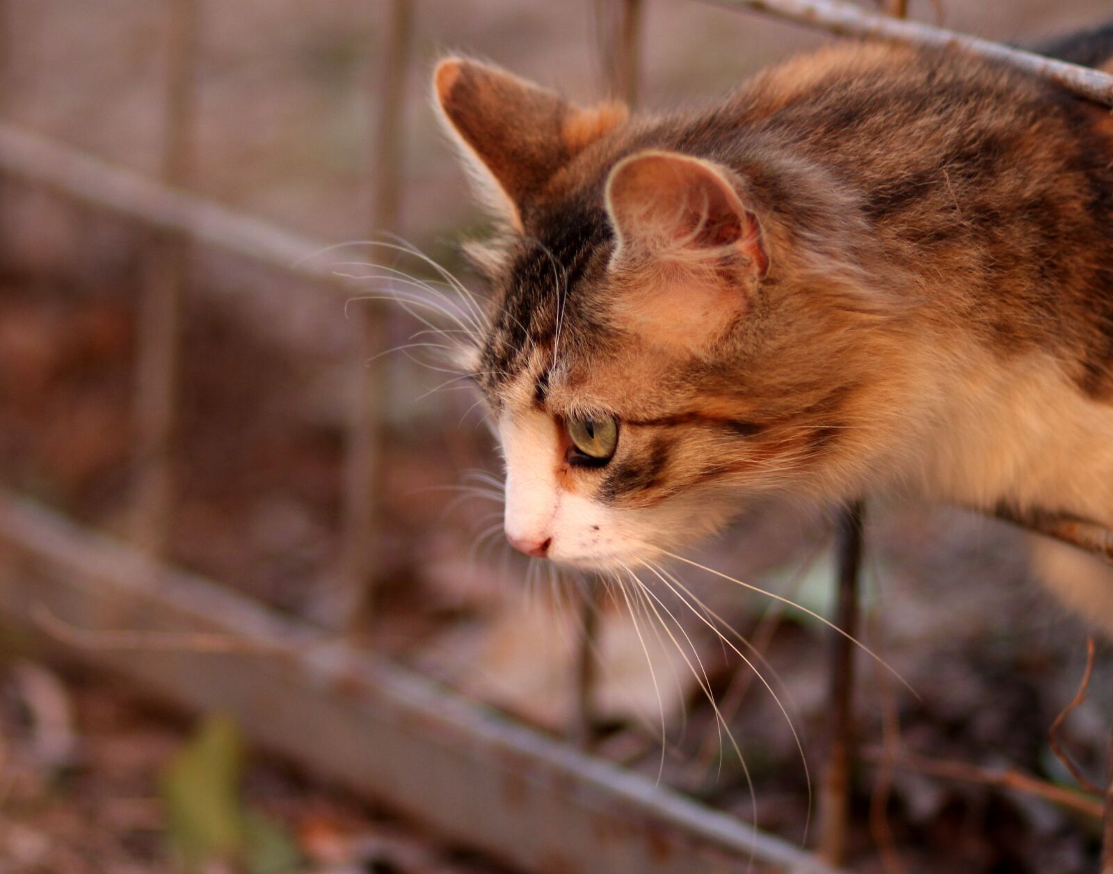 Canon EOS 700D (EOS Rebel T5i / EOS Kiss X7i) + Canon EF 85mm F1.8 USM sample photo. Cat, coloring, pet photography