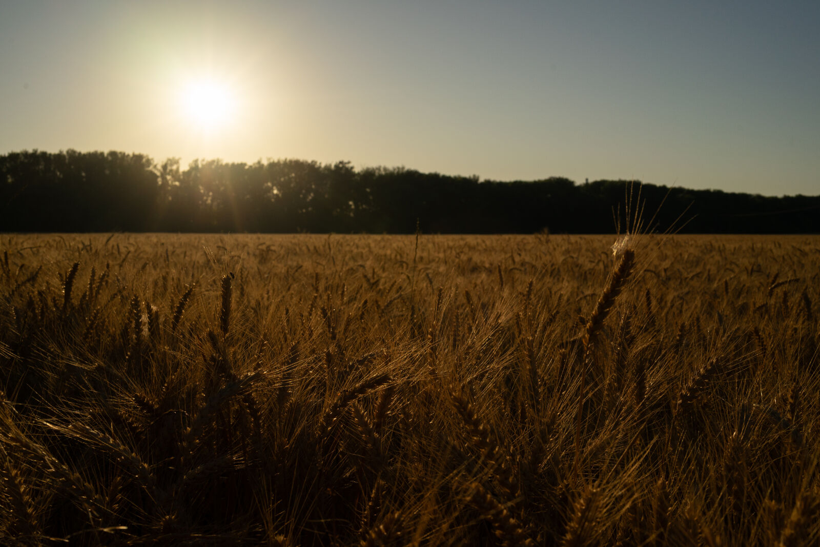 Sony a7 II sample photo