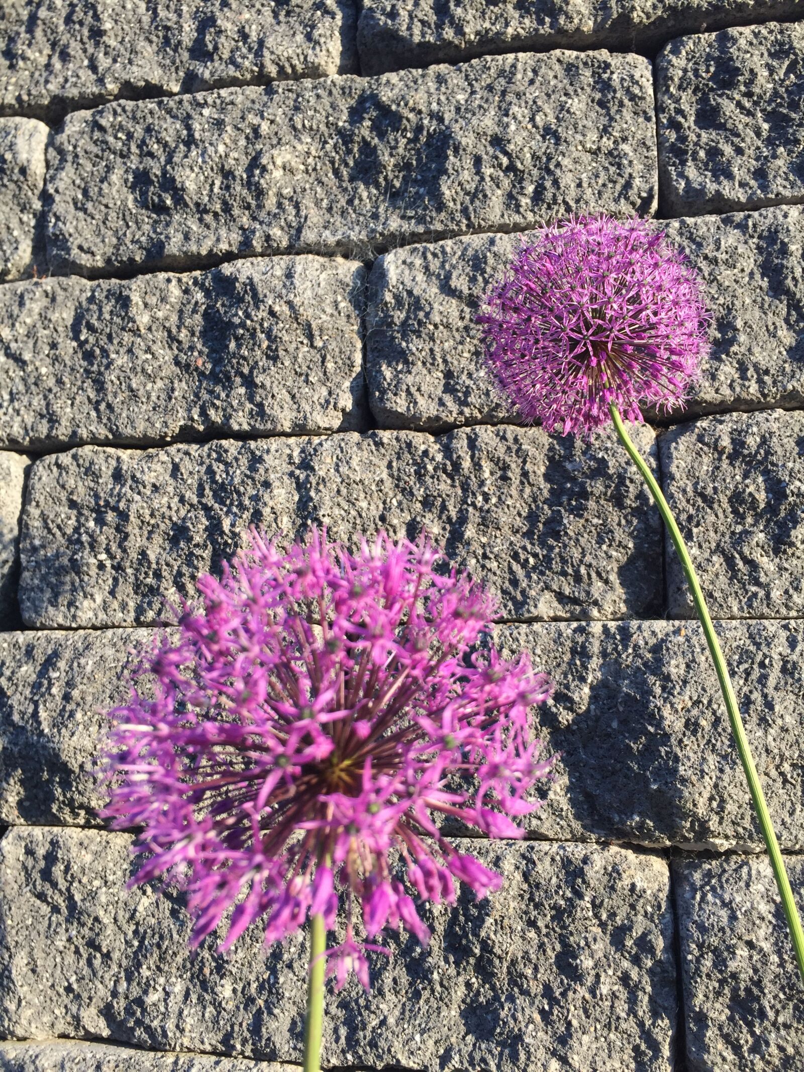iPhone 6 back camera 4.15mm f/2.2 sample photo. Flower, wall, blossom photography