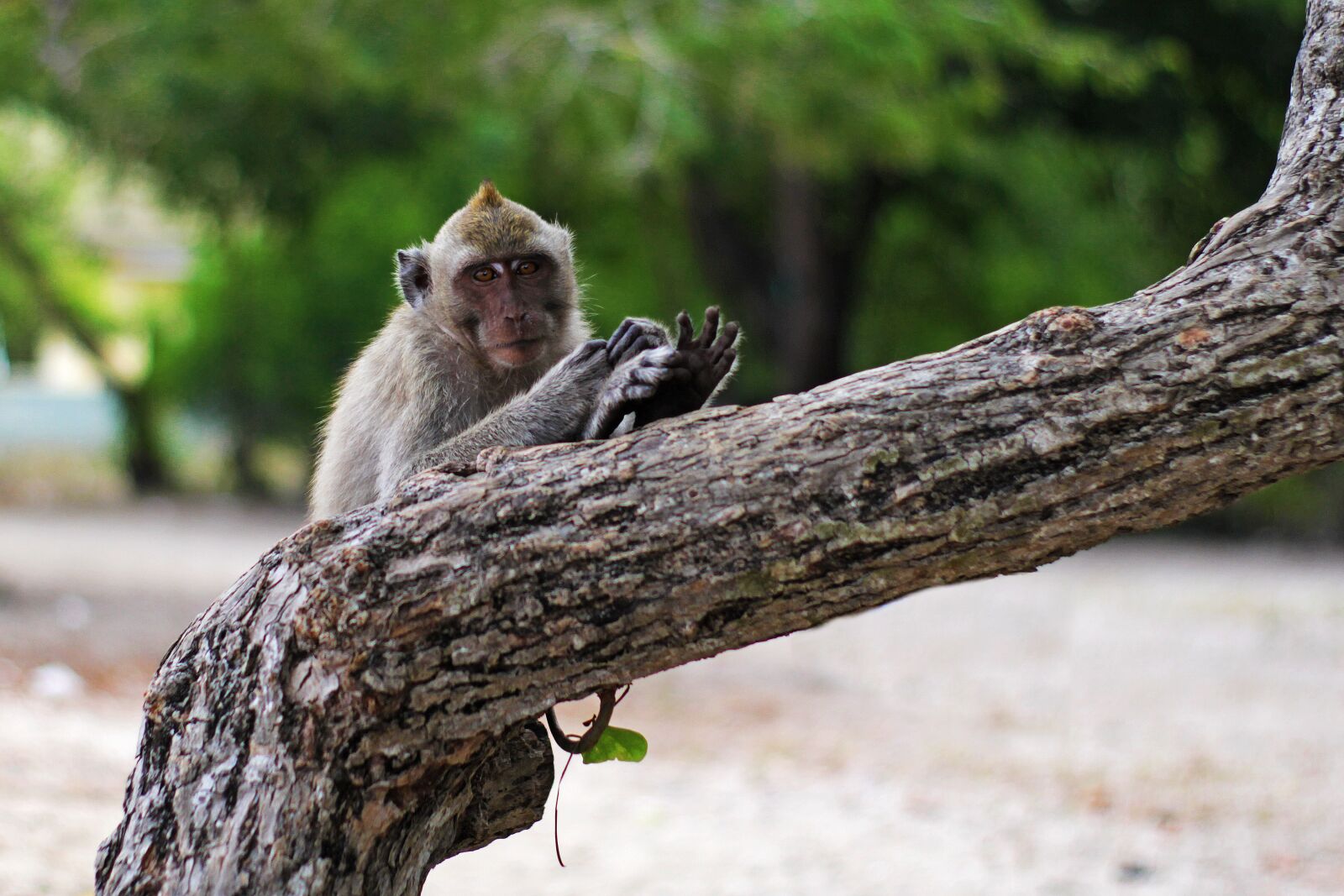 Canon EOS 60D sample photo. Lonely, monkey, on, tree photography