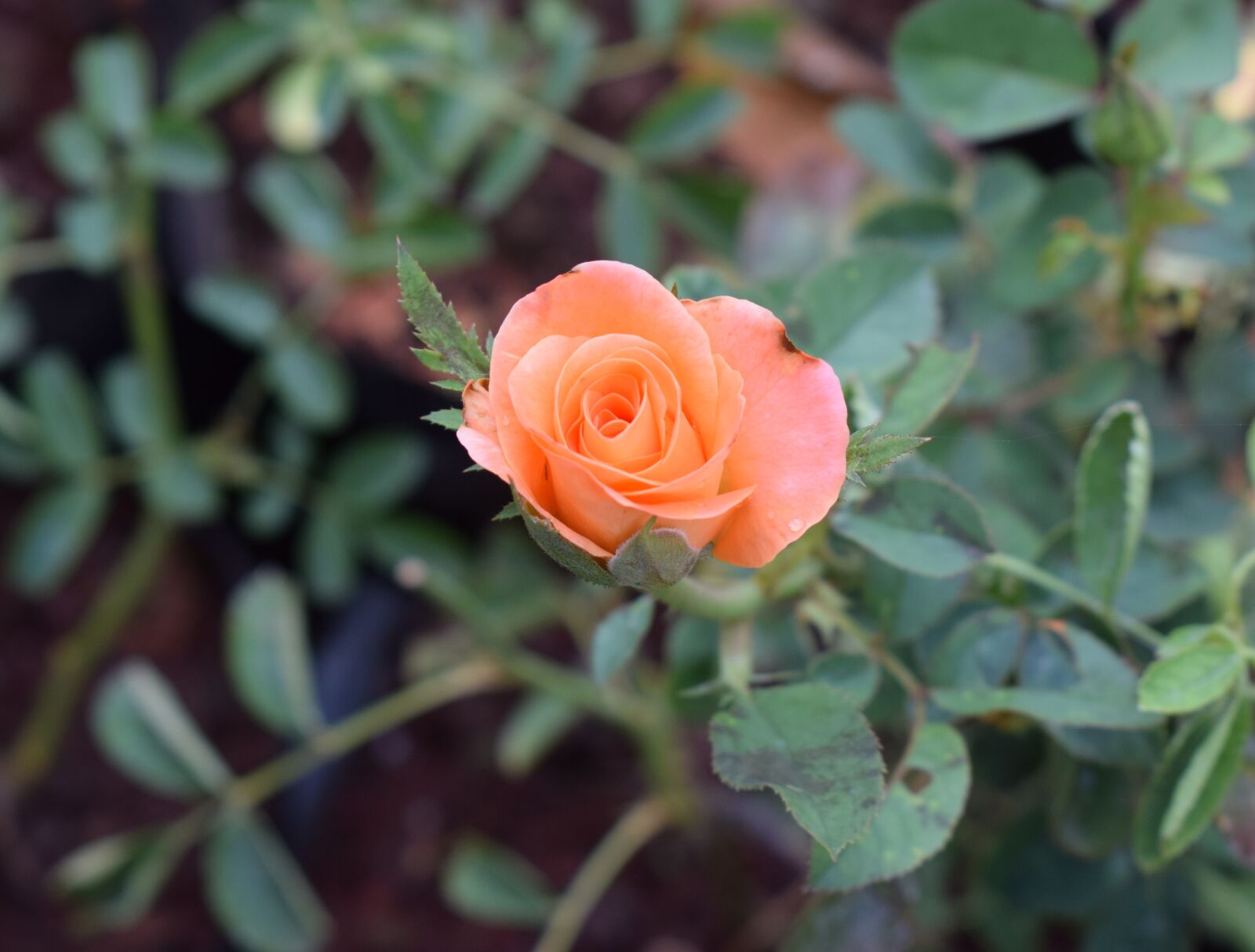 Nikon D5300 sample photo. Flowers, rose, plants photography