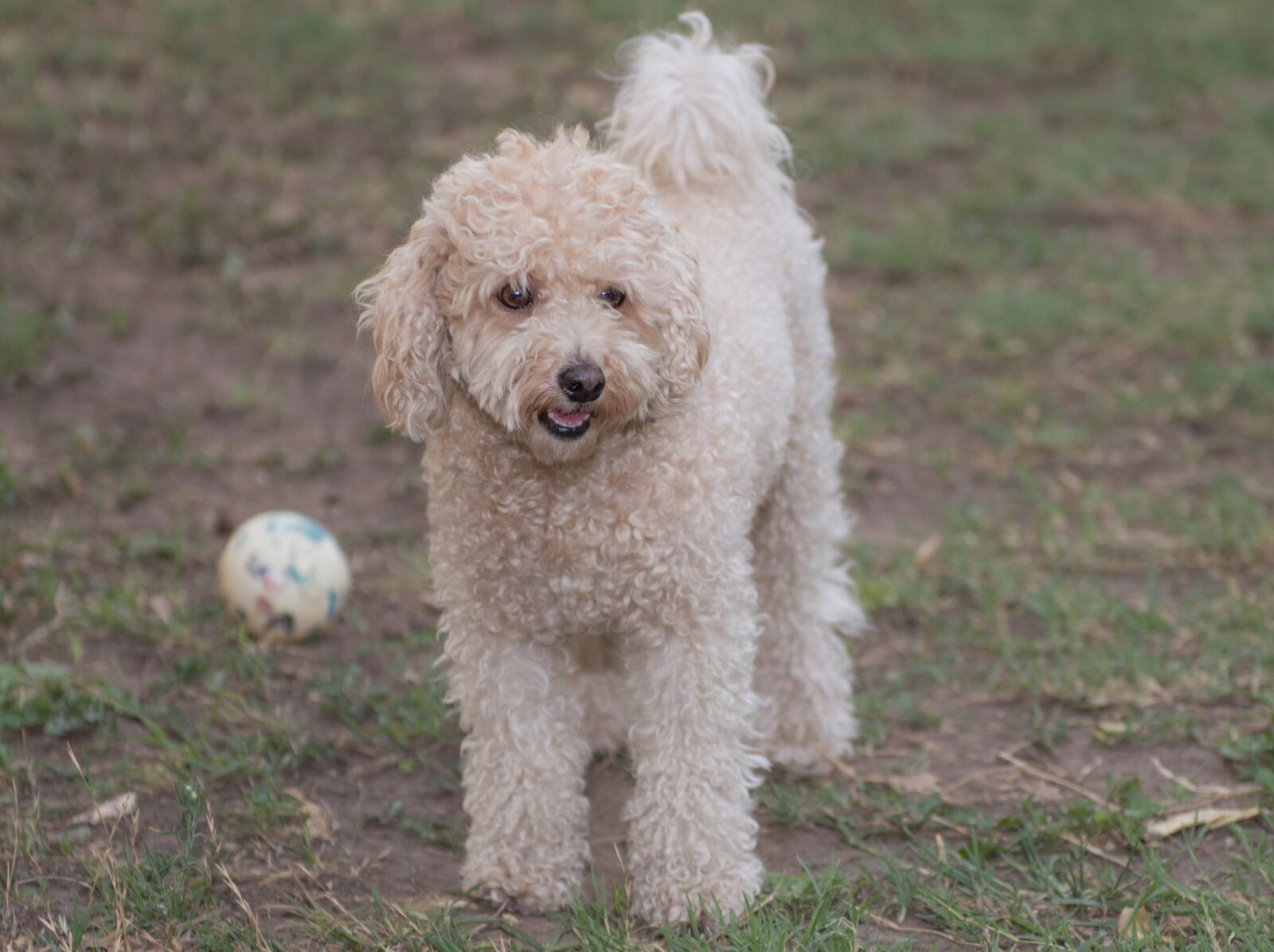 Nikon D810 sample photo. Luly, bitch, pet photography