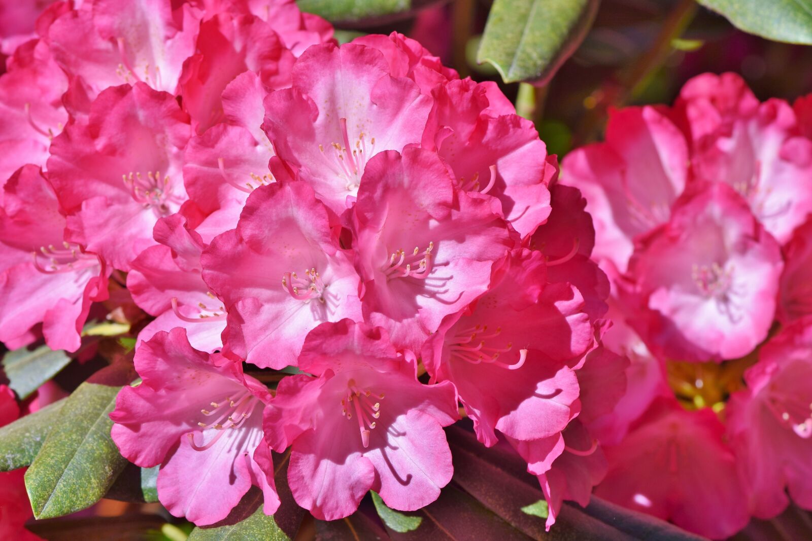 Nikon D7200 sample photo. Rhododendron, rhododendron buds, rhododendron photography
