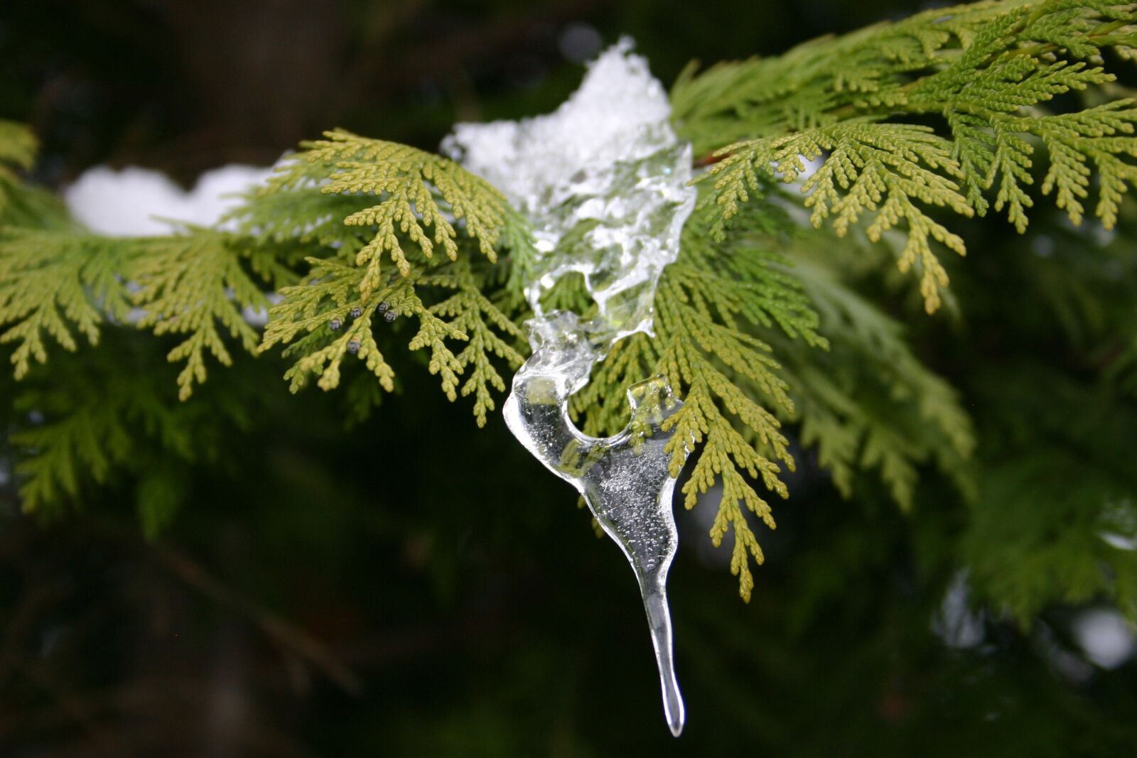 Canon EOS 300D (EOS Digital Rebel / EOS Kiss Digital) sample photo. Ice, winter, tree photography