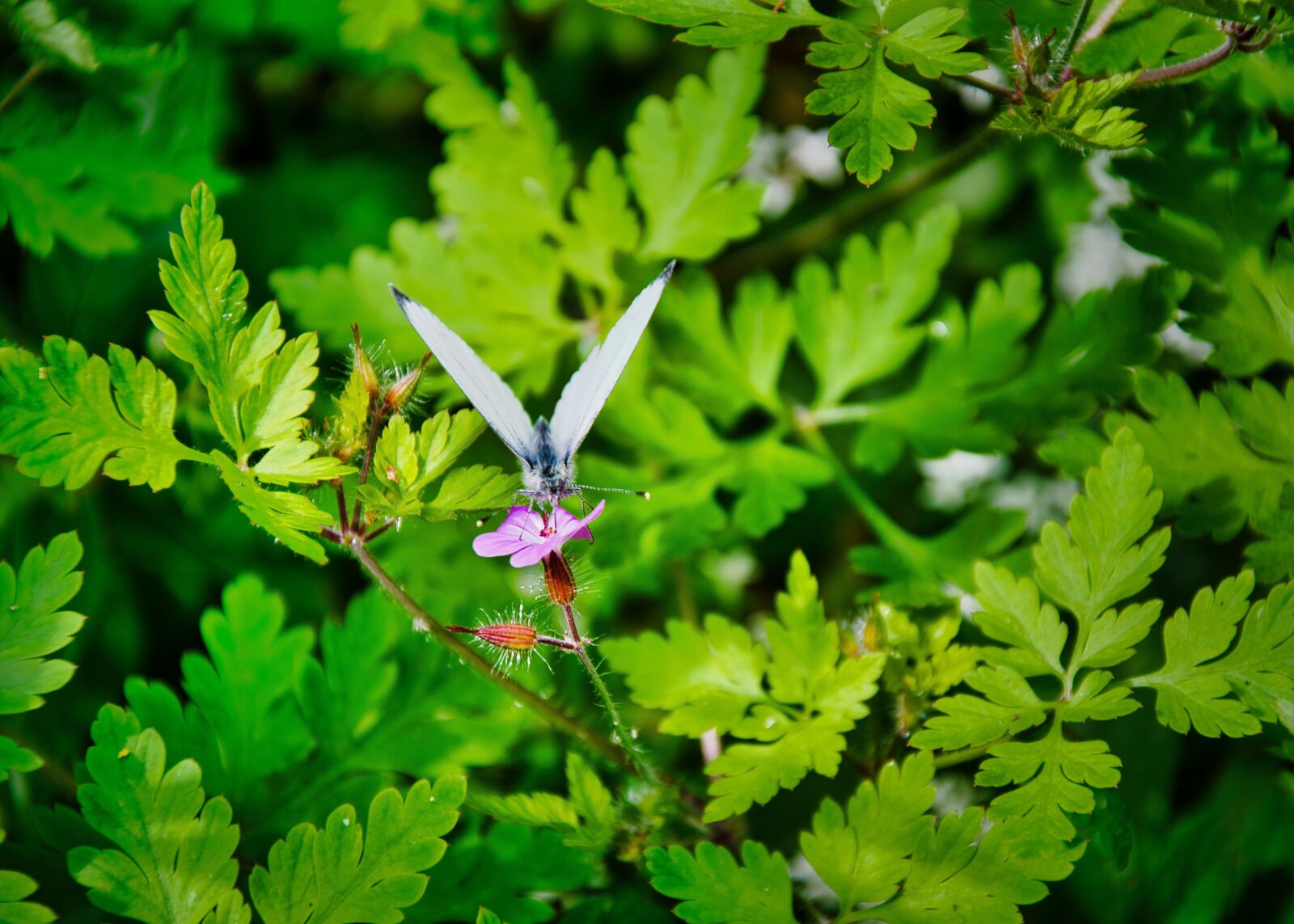 Nikon D5300 sample photo. Plant, nature, butterfly photography