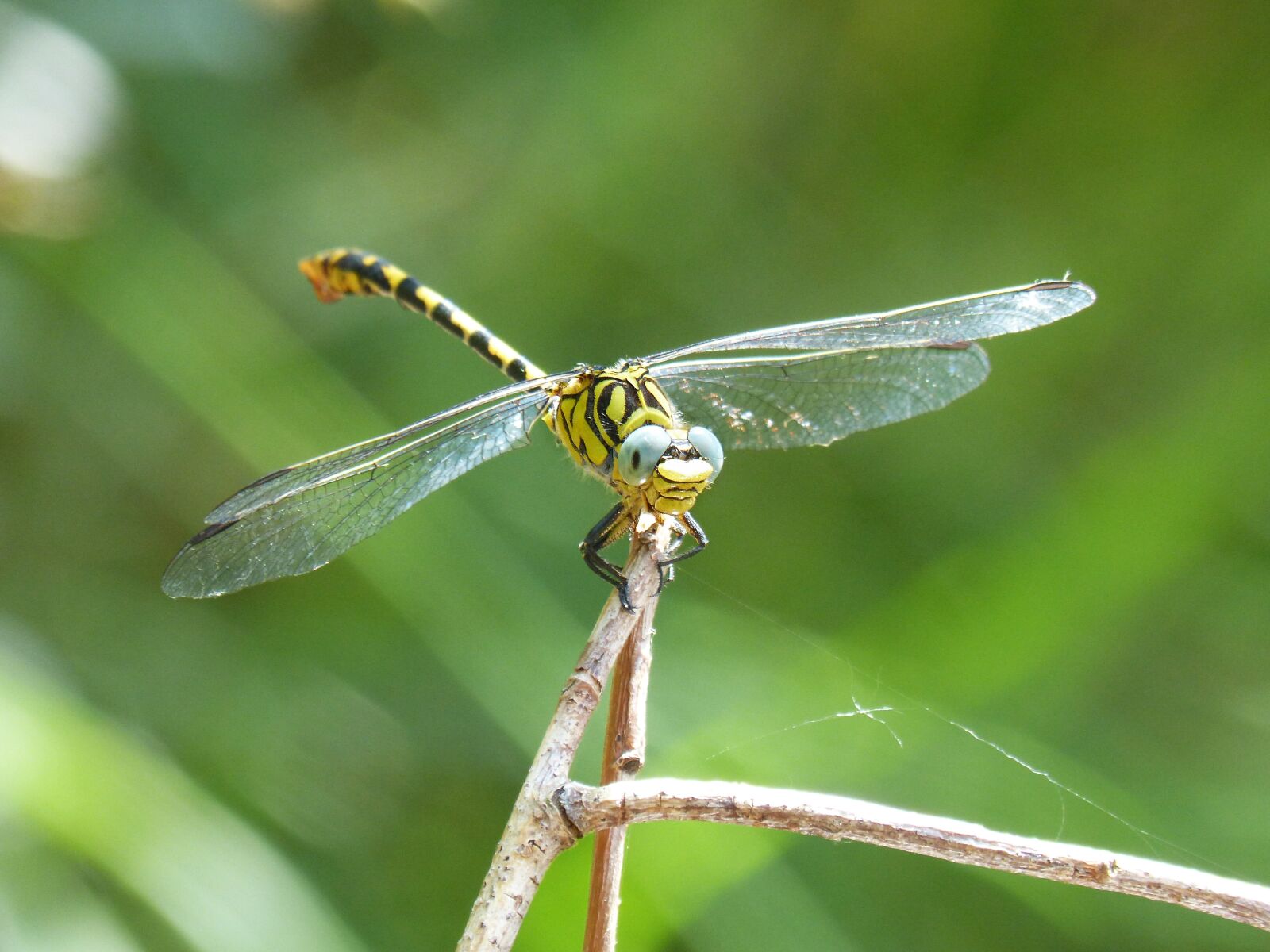 Panasonic DMC-FZ62 sample photo. Dragonfly, dragonfly tiger, onychogomphus photography