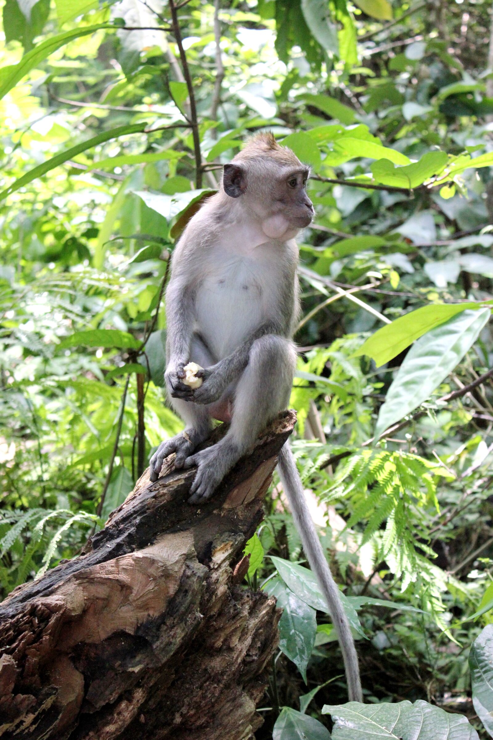Canon EOS 550D (EOS Rebel T2i / EOS Kiss X4) sample photo. Nature, bali, monkey photography