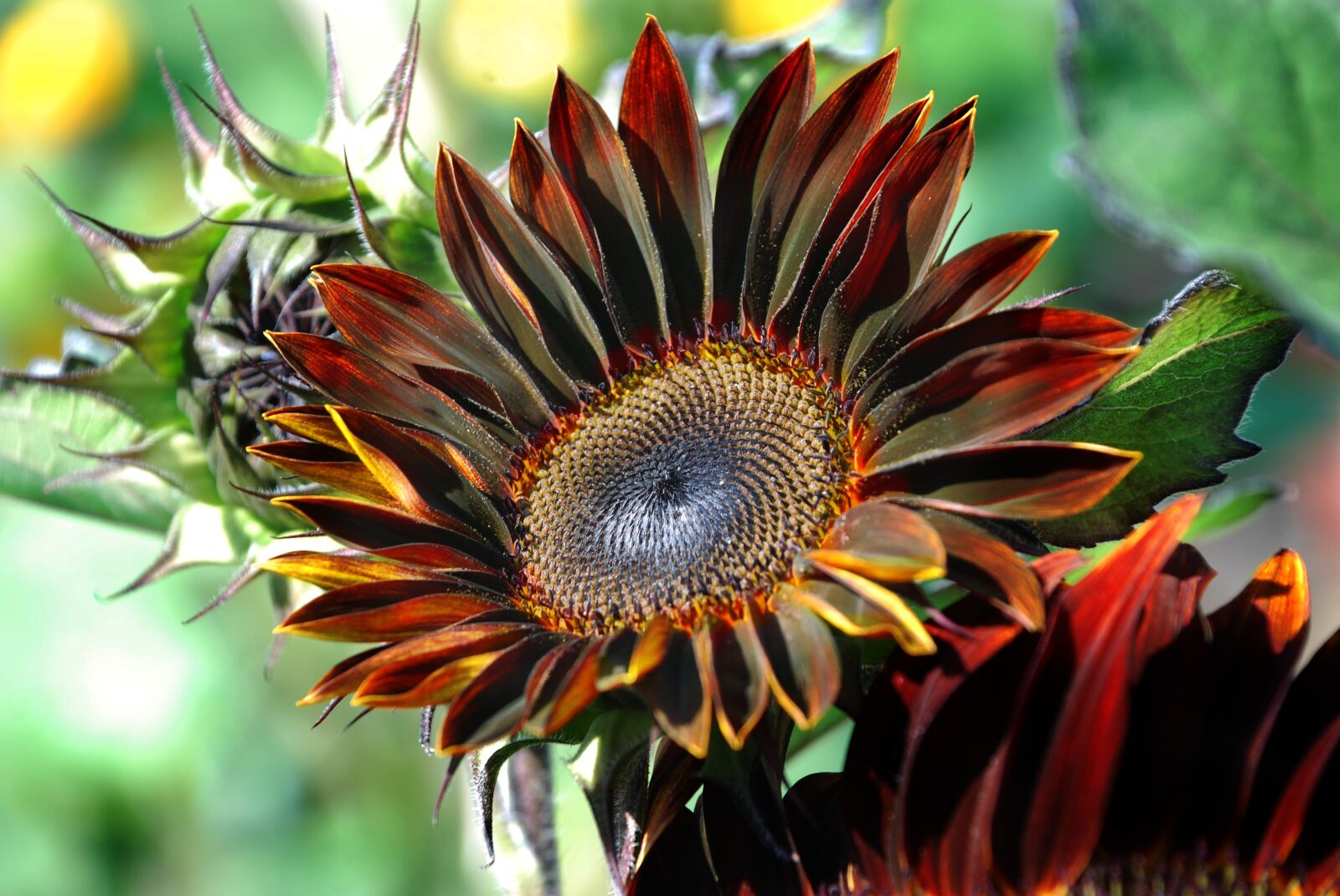 Nikon D80 sample photo. Sunflower, flower, nature photography