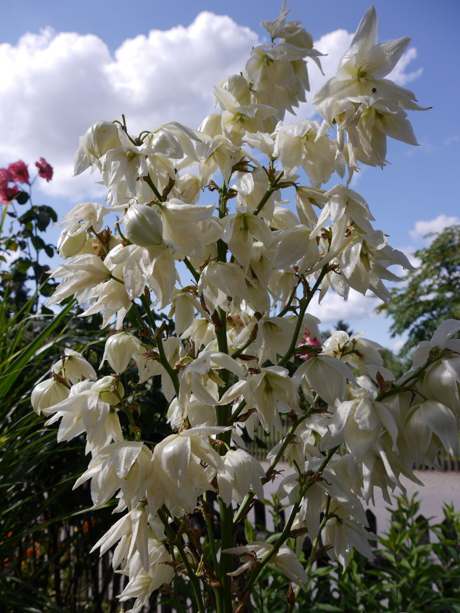 Panasonic Lumix DMC-G6 sample photo. Yucca palm, palm, blossom photography