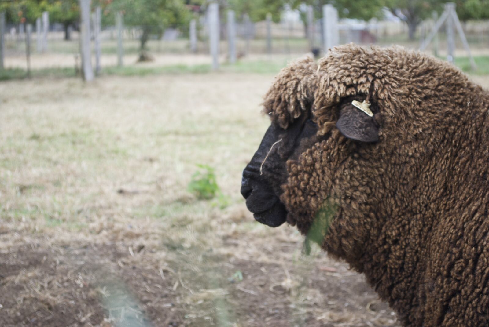 Nikon D60 sample photo. Sheep, wool, animal photography