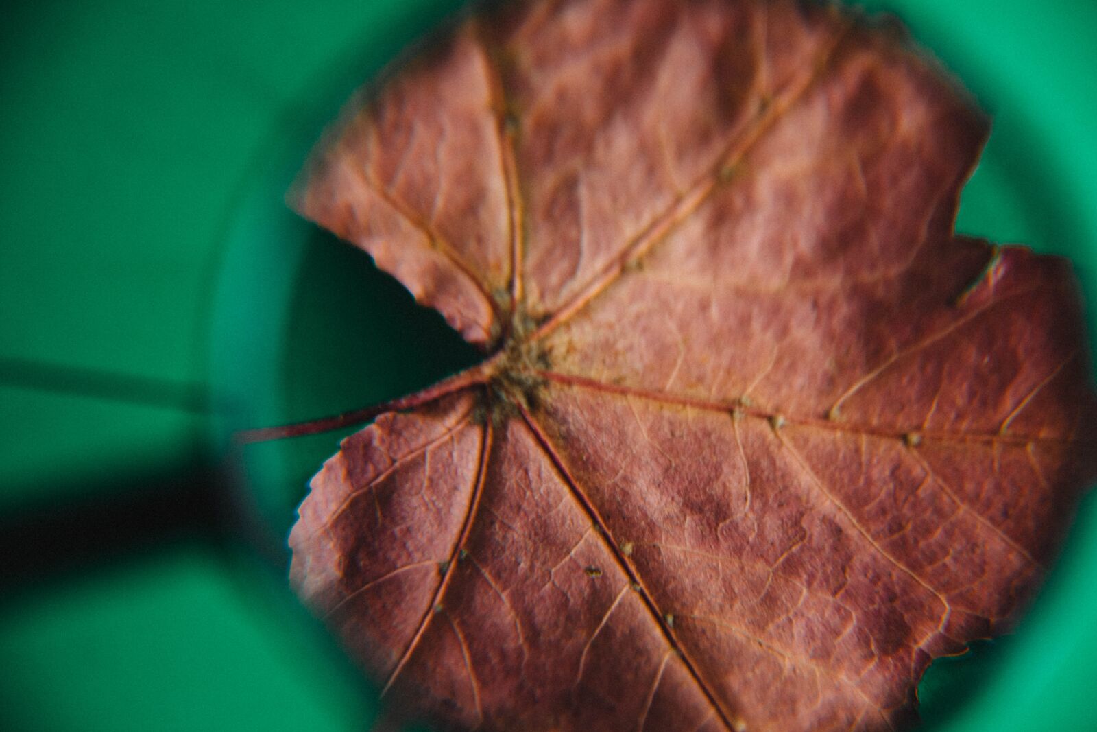 Nikon D7200 sample photo. Magnifying glass, research, find photography