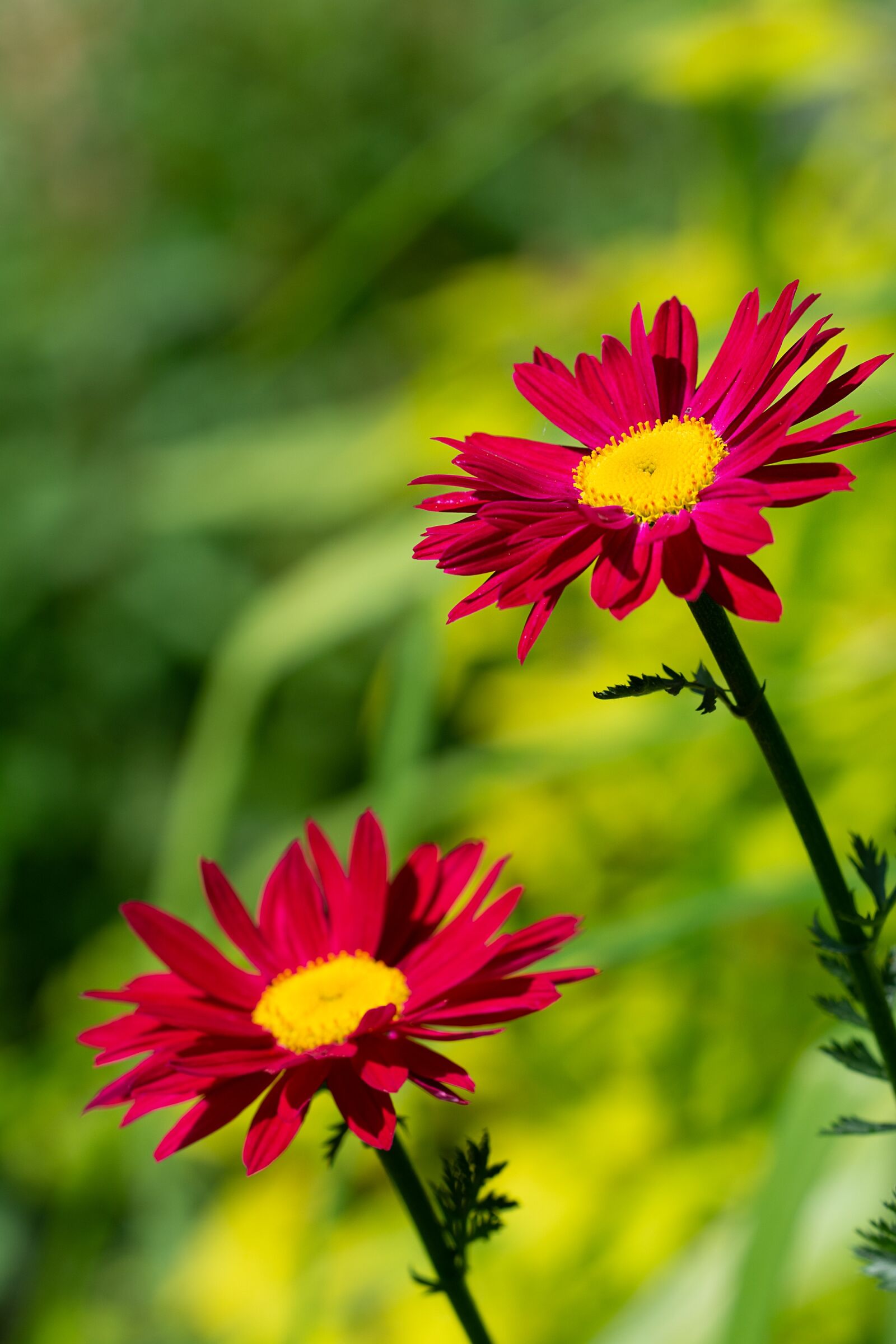 Nikon D7100 sample photo. Flowers, red, red flowers photography