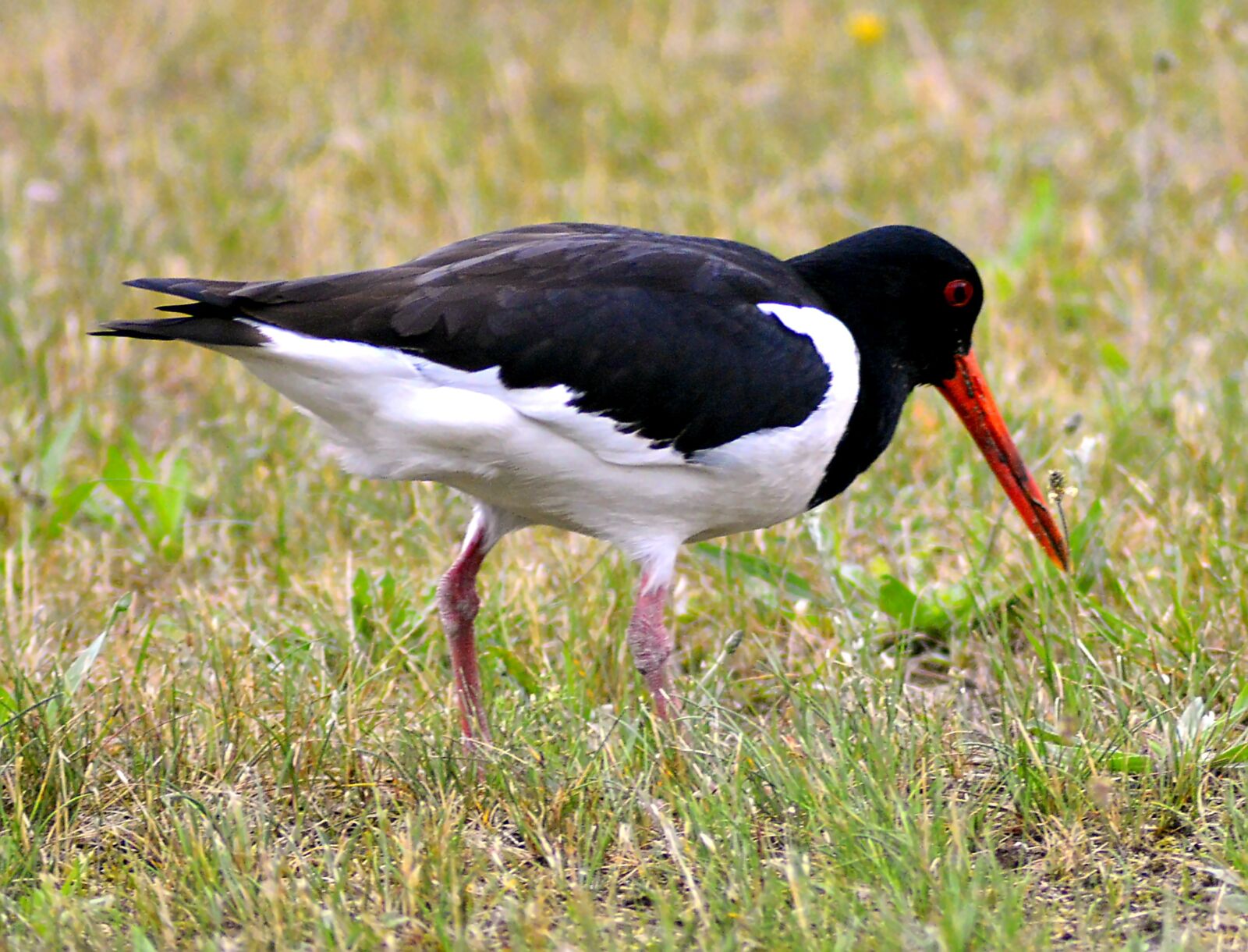 Nikon D3200 sample photo. Oystercatcher, bird, animal world photography