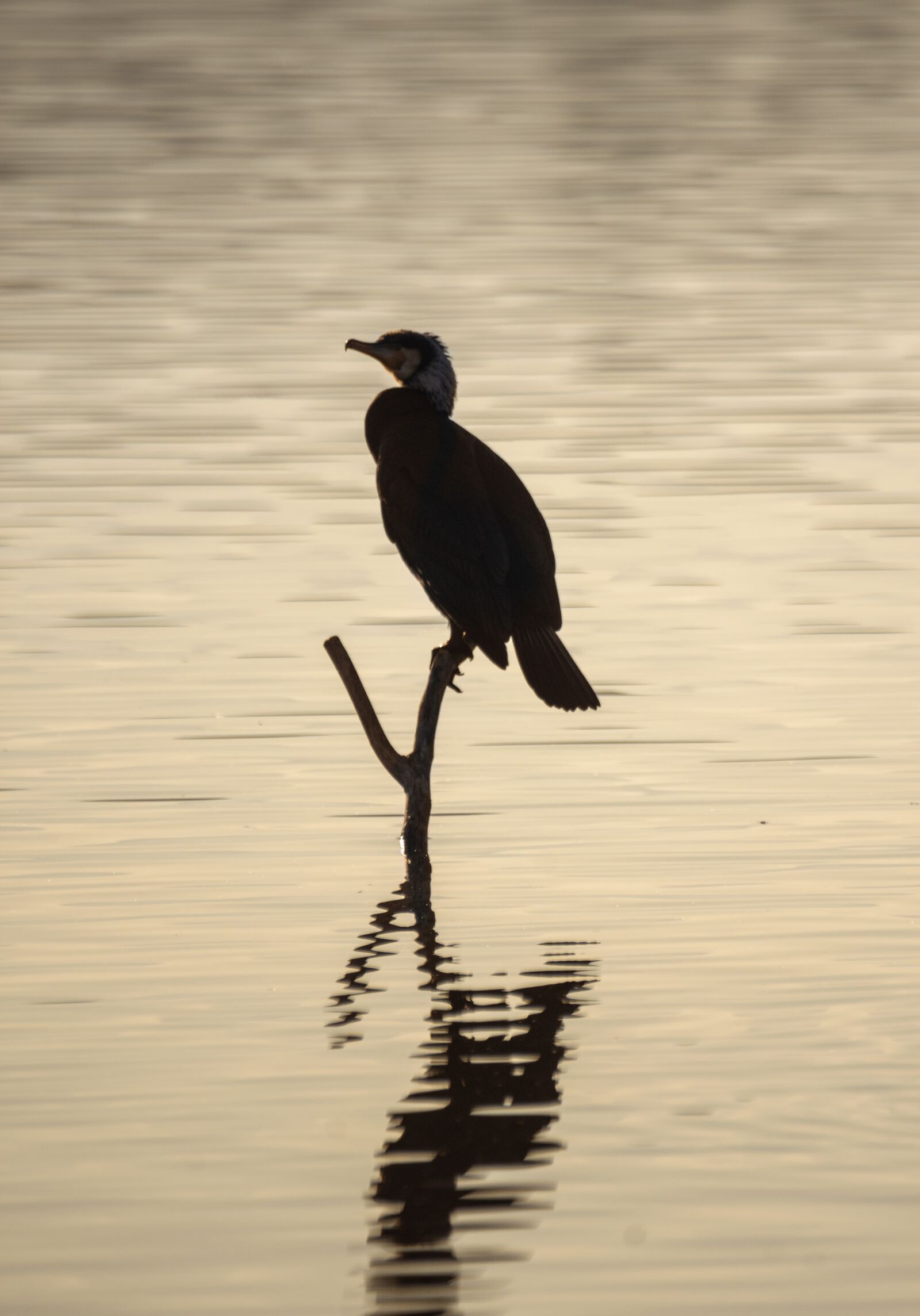 Nikon D7200 sample photo. Cormoran, lake, bird photography