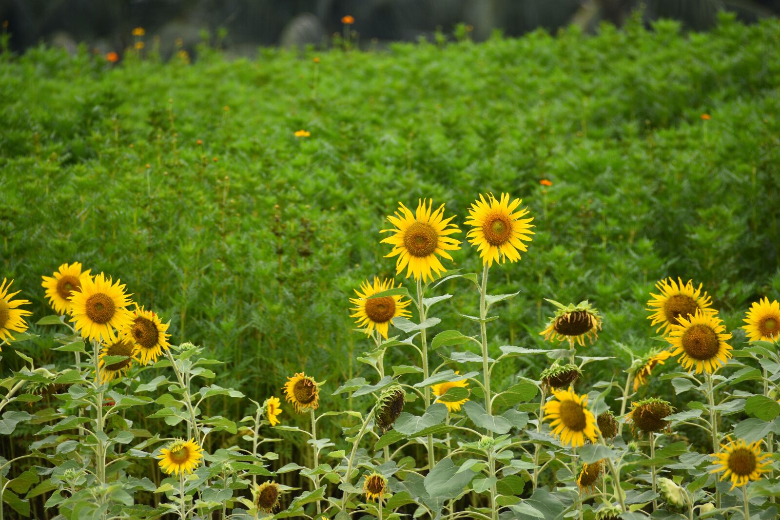 Nikon D7200 sample photo. Sunflower, yellow, flora photography