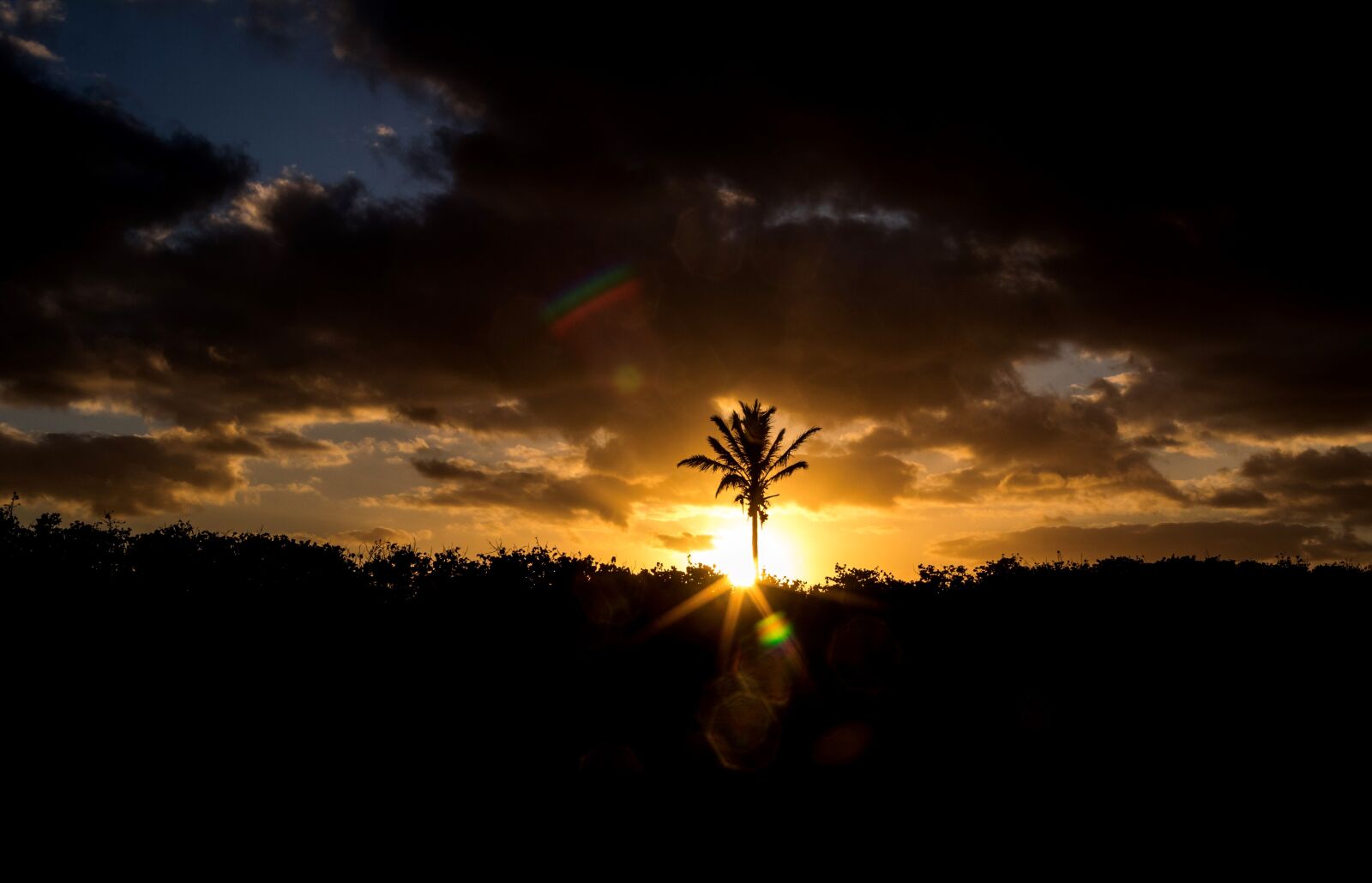 Canon EF 24mm F1.4L II USM sample photo. Sunset, palm tree, palm photography