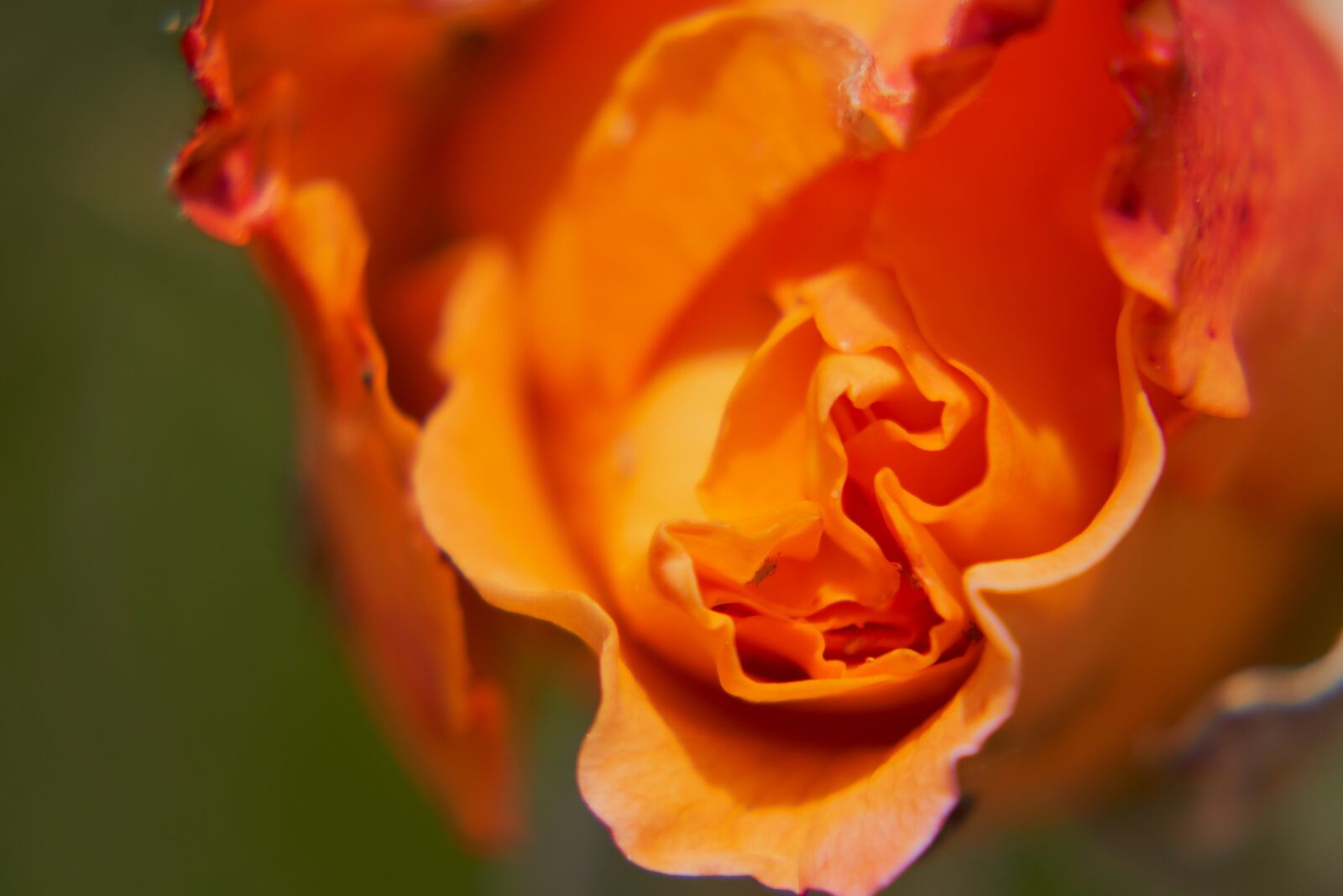 Sony E 55-210mm F4.5-6.3 OSS sample photo. Rose, blossom, bloom photography