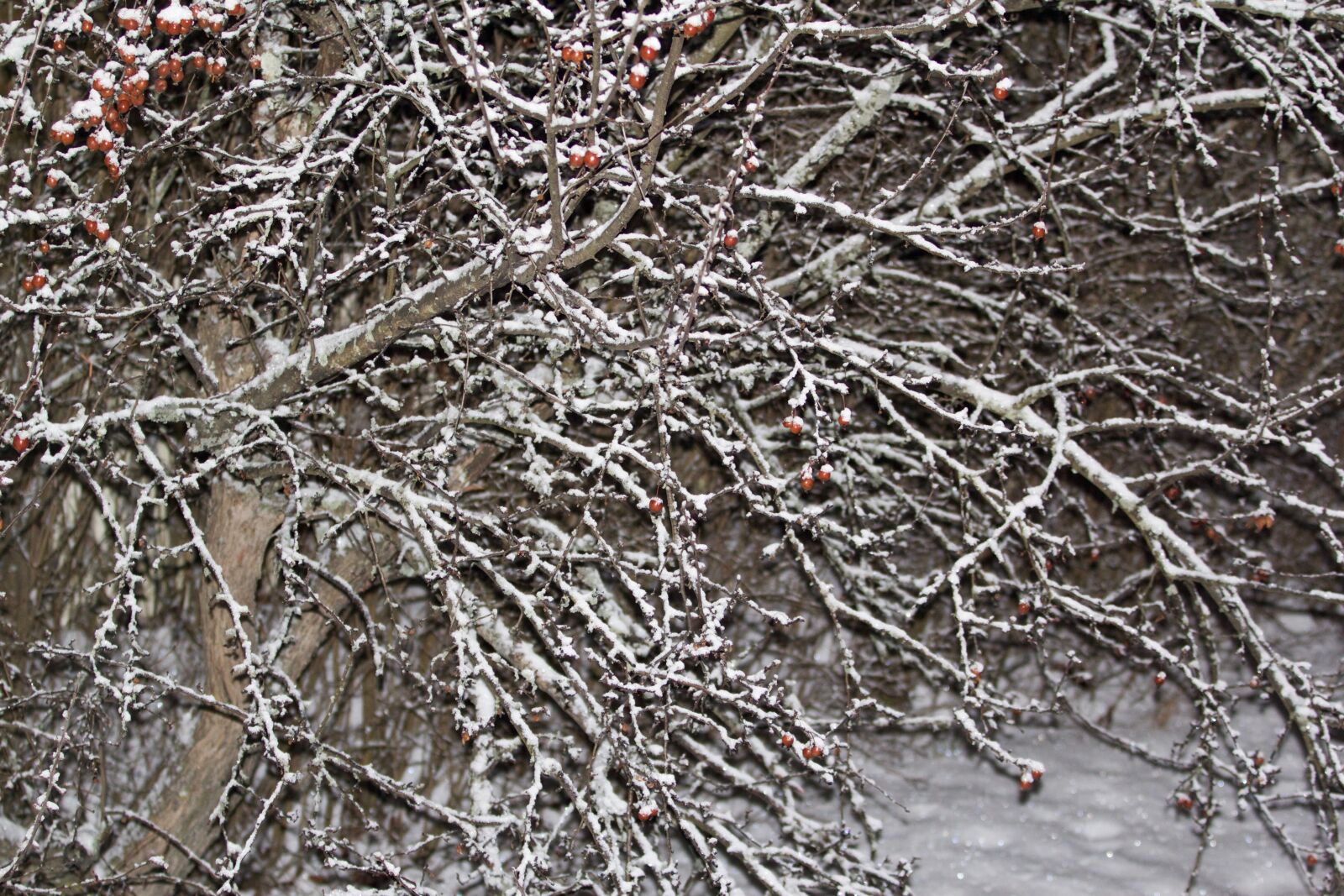 Canon EOS 60D sample photo. Snow, cold, night photography