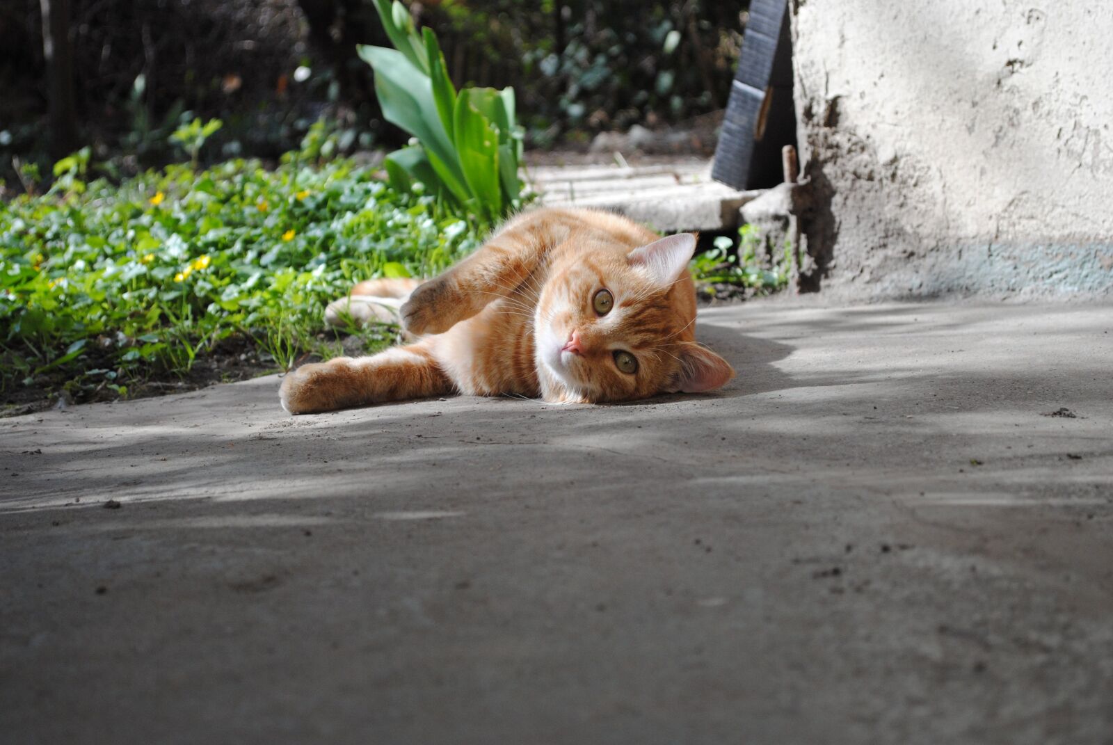 Nikon D3000 sample photo. Spring, cat, garden photography
