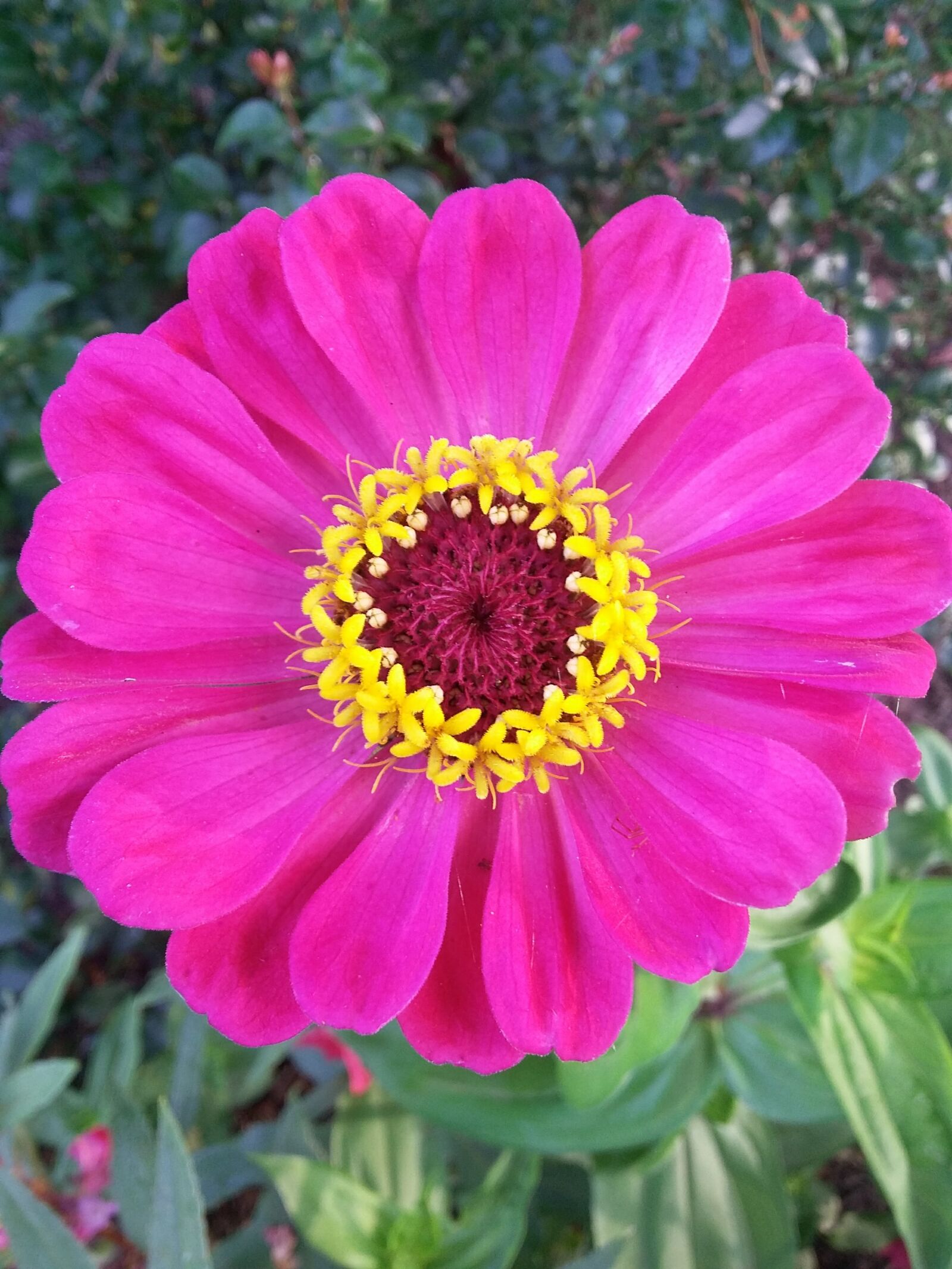 Samsung Galaxy Grand Prime sample photo. Fuschia flower, gerber lily photography