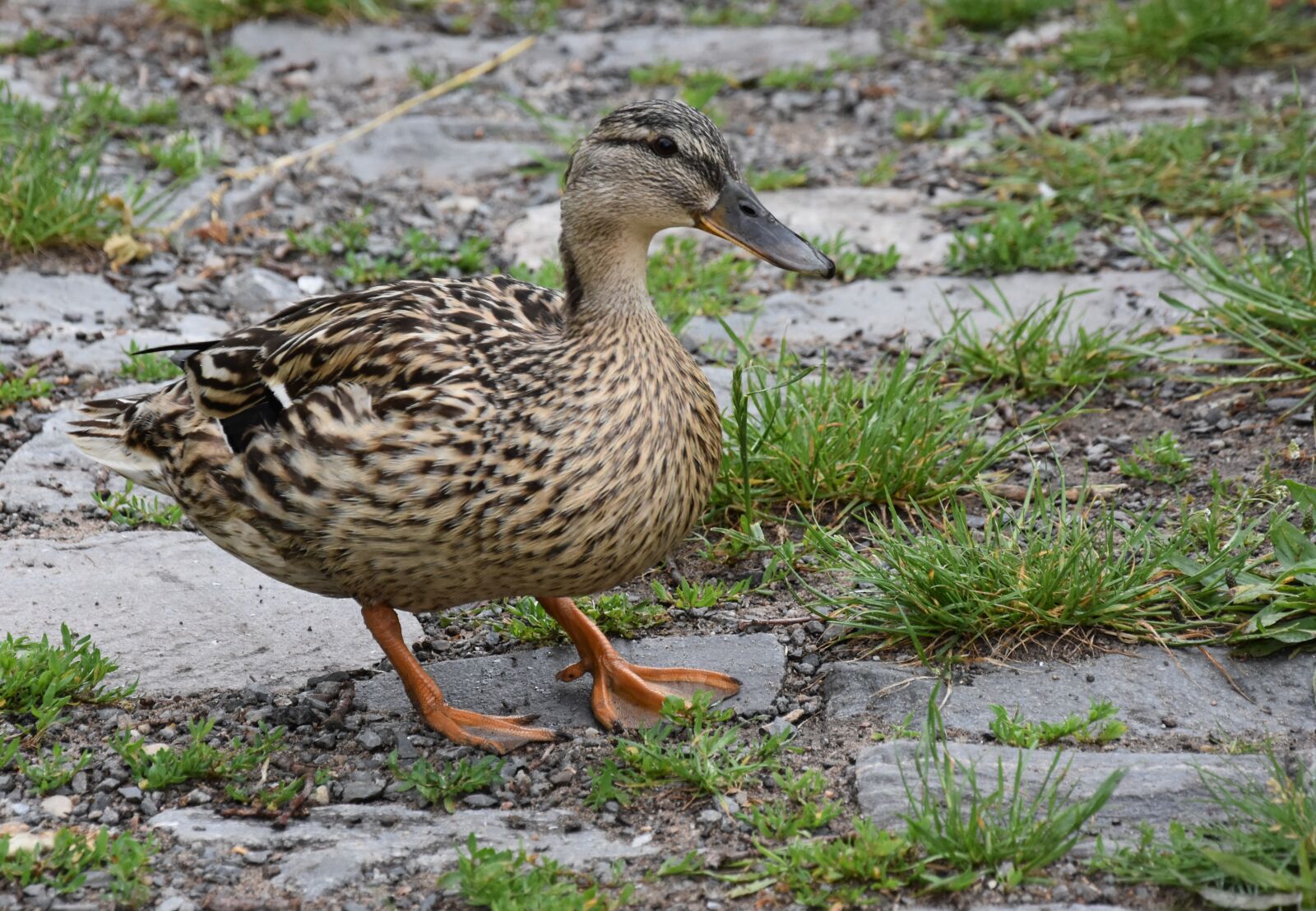 Nikon D7200 sample photo. Duck, water, bird photography