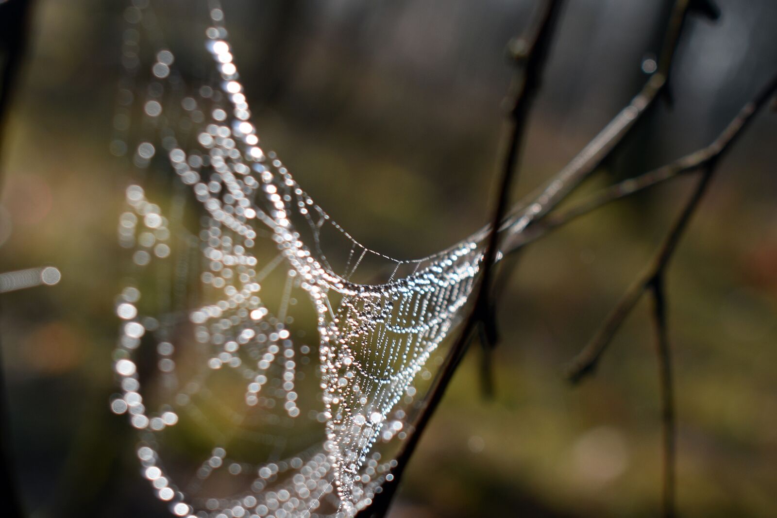 Nikon D3400 sample photo. Cobweb, spider, hotel photography