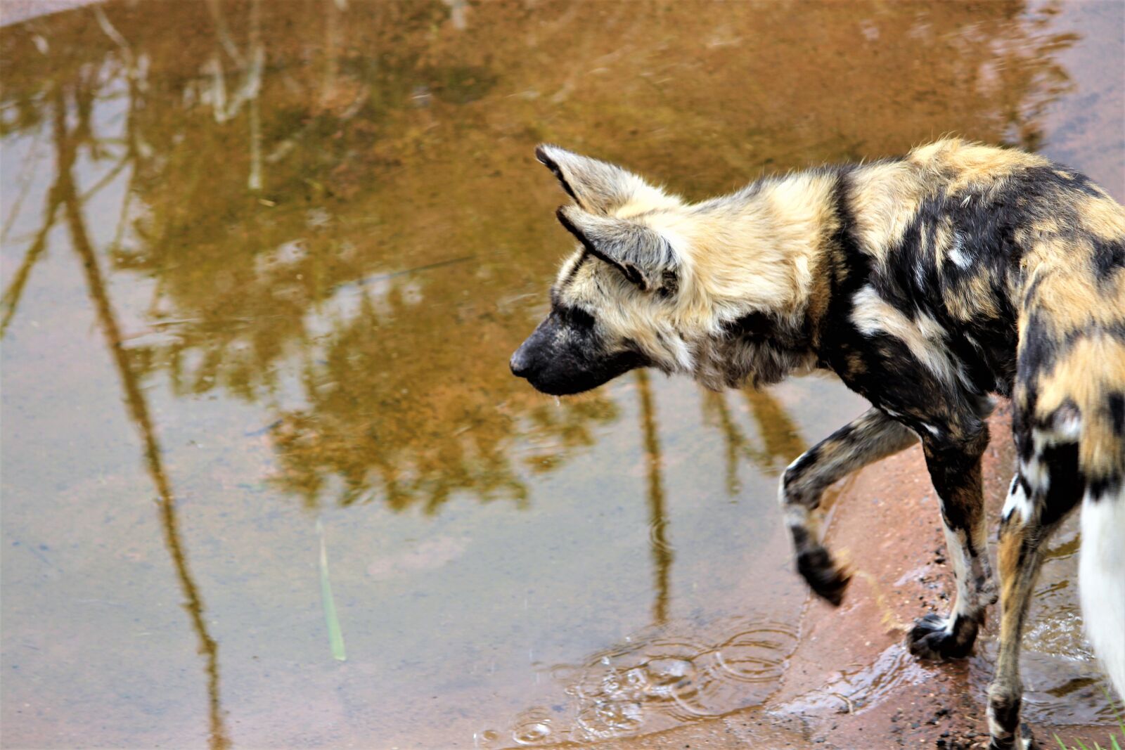 Canon EOS 700D (EOS Rebel T5i / EOS Kiss X7i) sample photo. Wild, african, animal photography