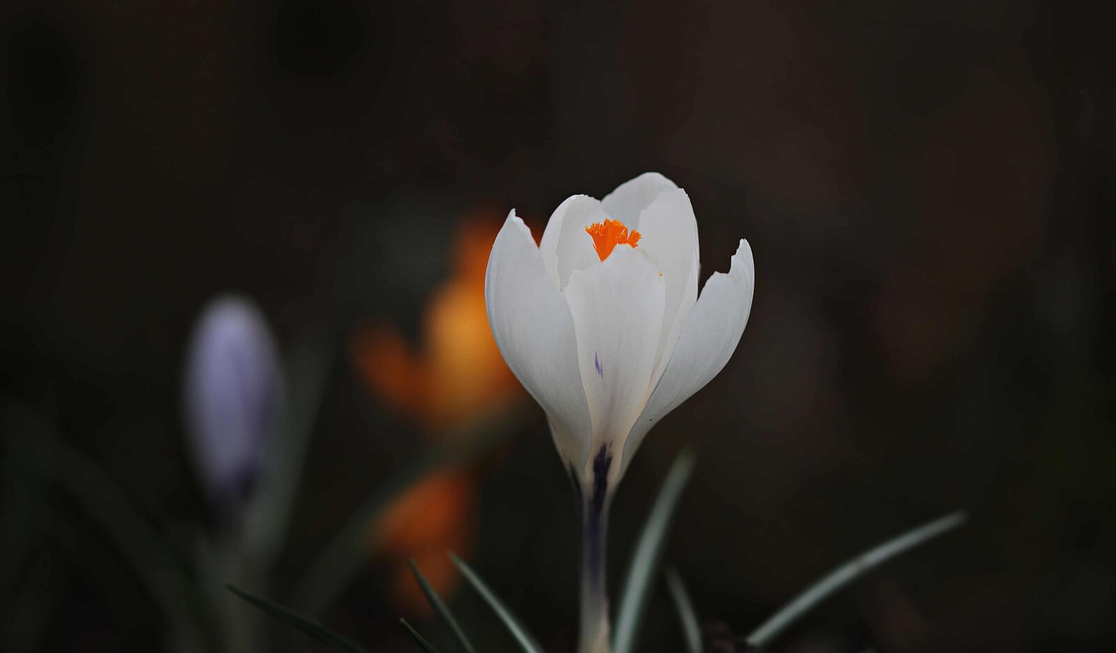 Canon EOS 80D sample photo. Leaf, nature, flora, crocus photography