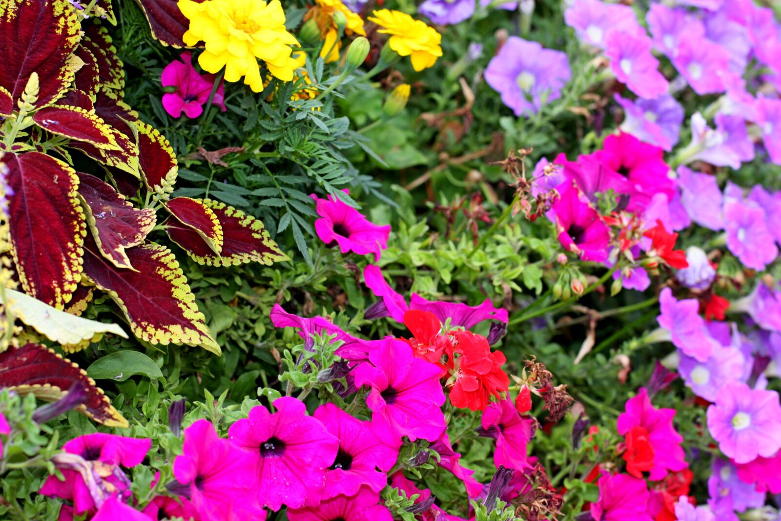 Canon EOS 40D sample photo. Garden, nature, flower photography