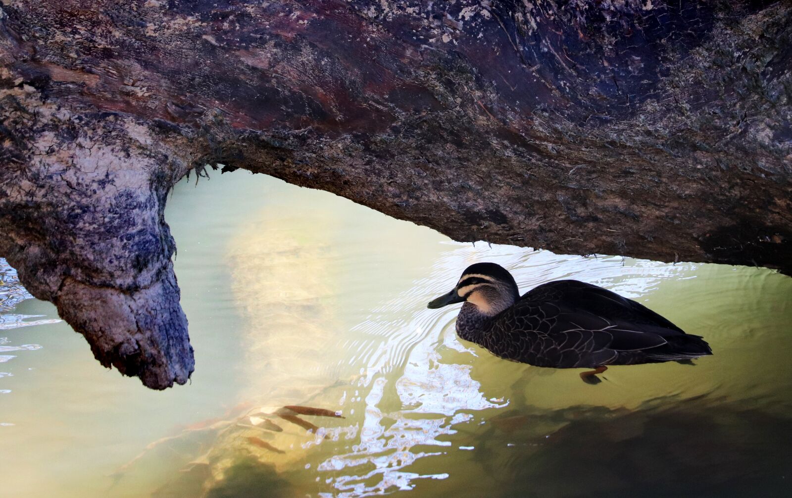 Canon EOS 800D (EOS Rebel T7i / EOS Kiss X9i) sample photo. Duck, swimming, bird photography