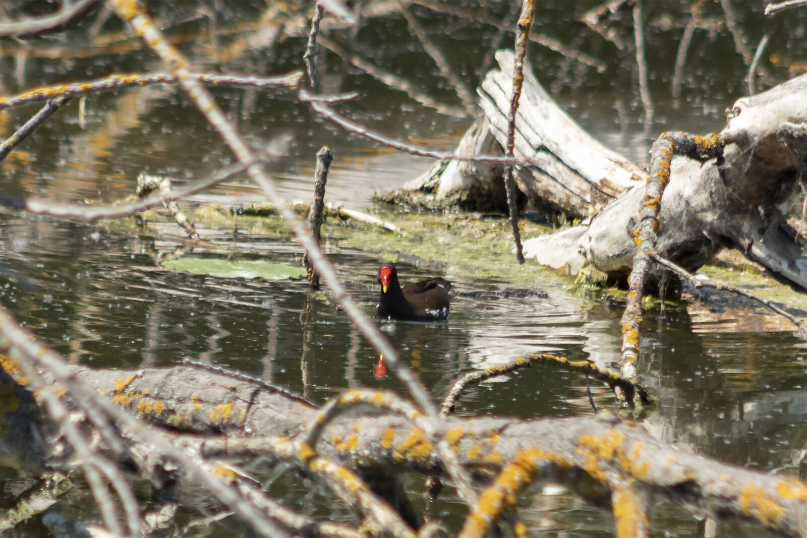 Canon EF75-300mm f/4-5.6 sample photo. V zity k, bird photography