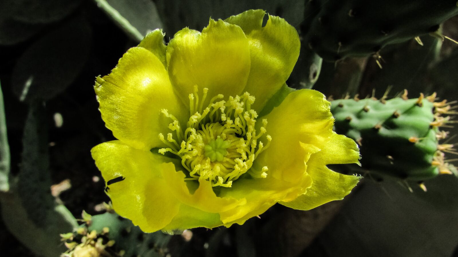 Canon PowerShot SX400 IS sample photo. Prickly pear, flower, yellow photography