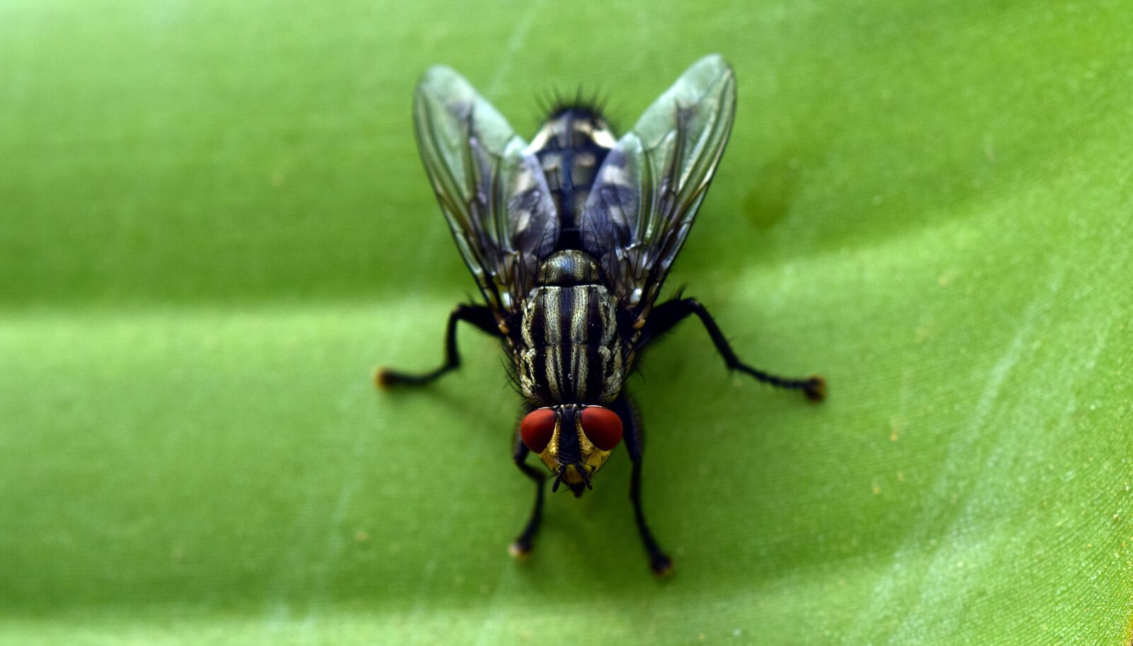 Nikon D3300 sample photo. Fly, close up, insect photography