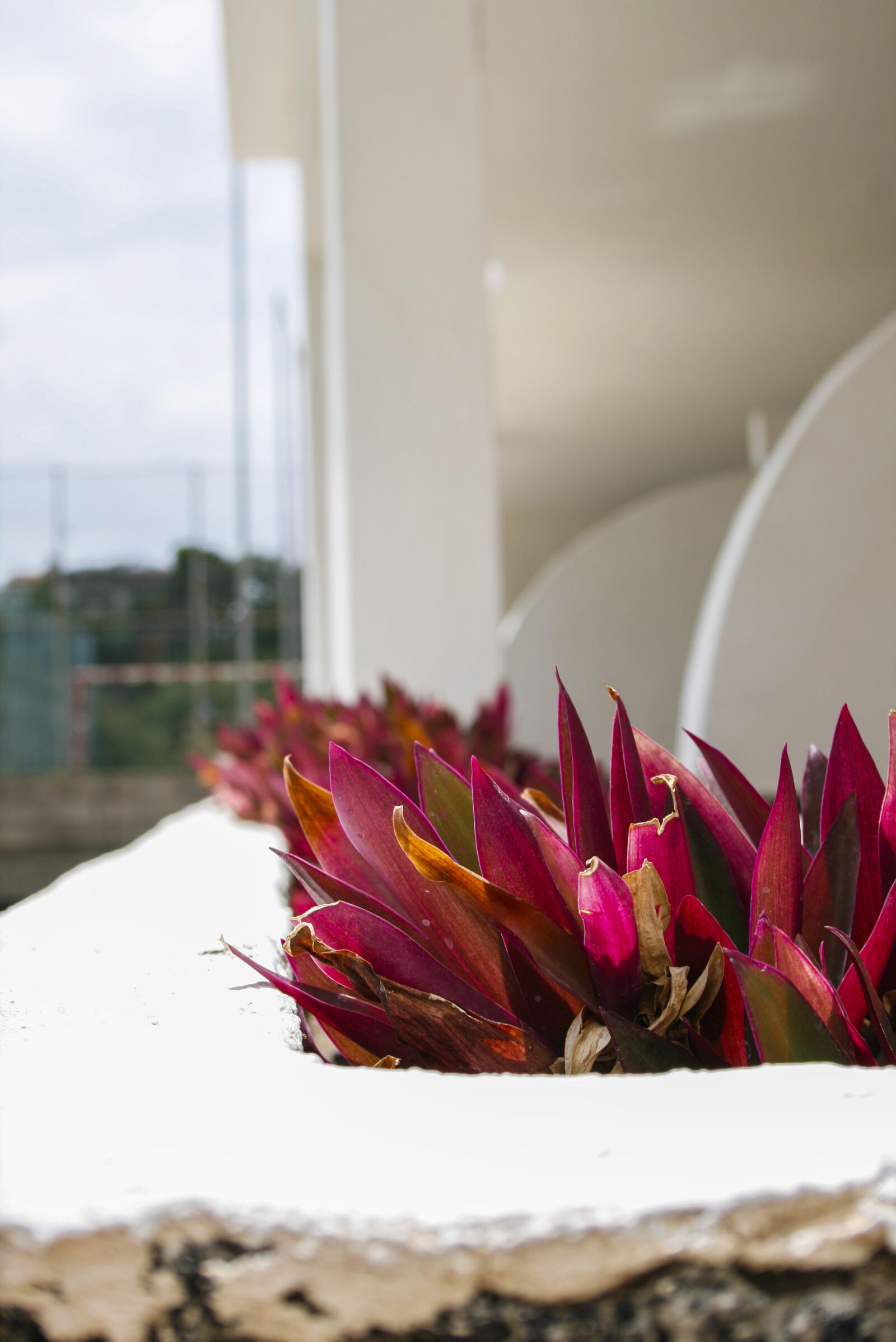 Canon EF-S 18-55mm F3.5-5.6 II sample photo. Balcony, flowers, nature, pink photography