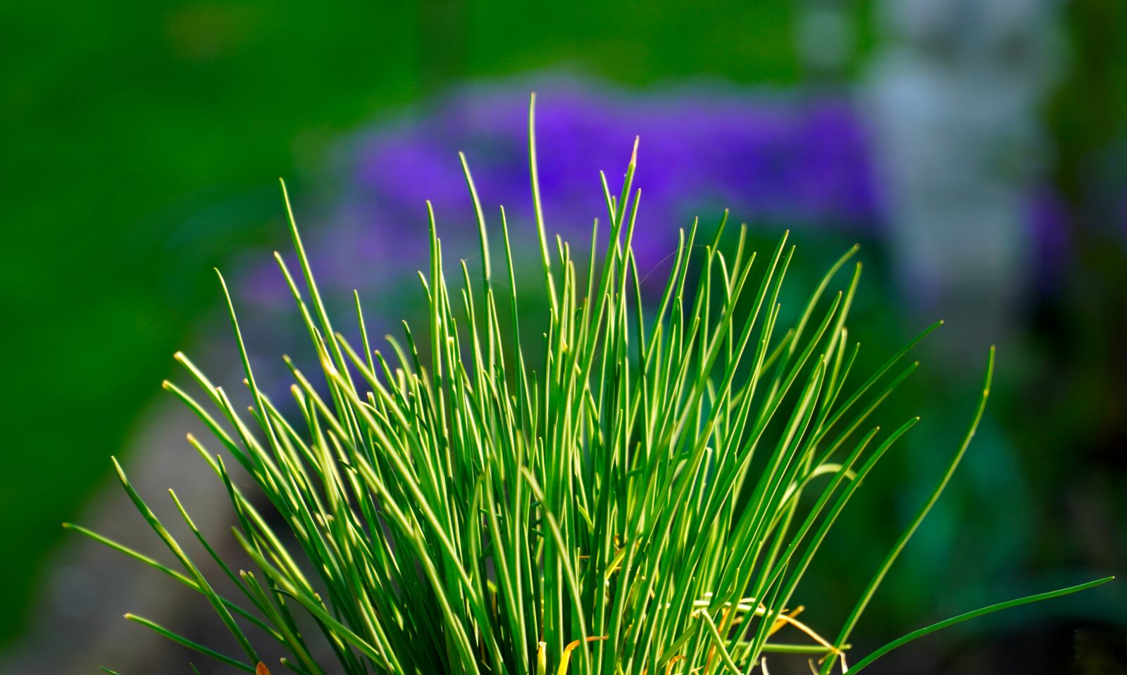 Sony E PZ 18-105mm F4 G OSS sample photo. Chives, herbs, plant photography