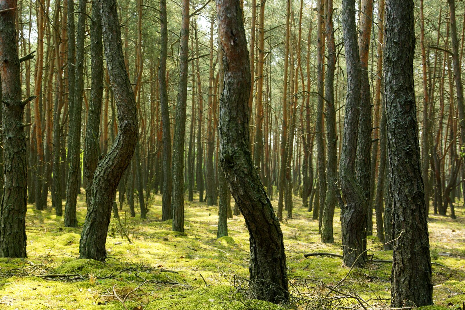 Sony SLT-A77 sample photo. Forest, tree, nature photography