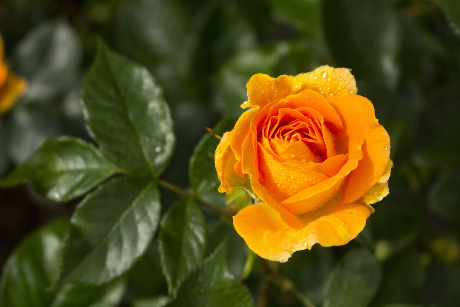 Canon EOS 60D sample photo. Rose, flower, rose blooms photography