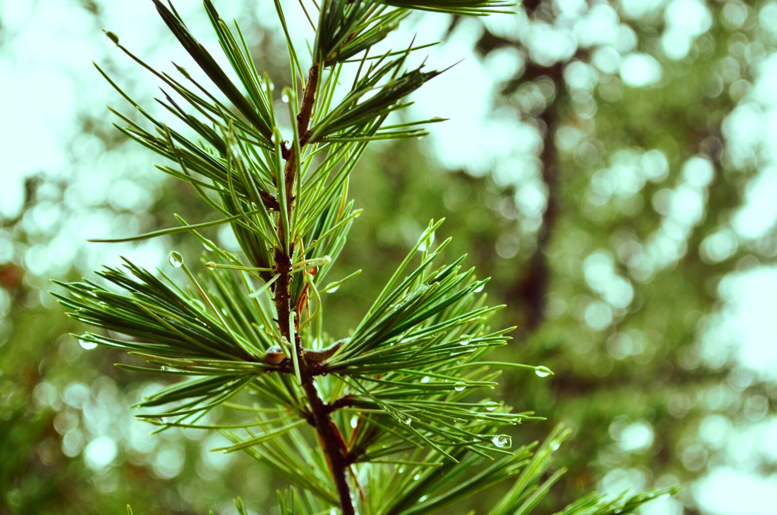 Nikon D5100 sample photo. Branch, tree, pine photography