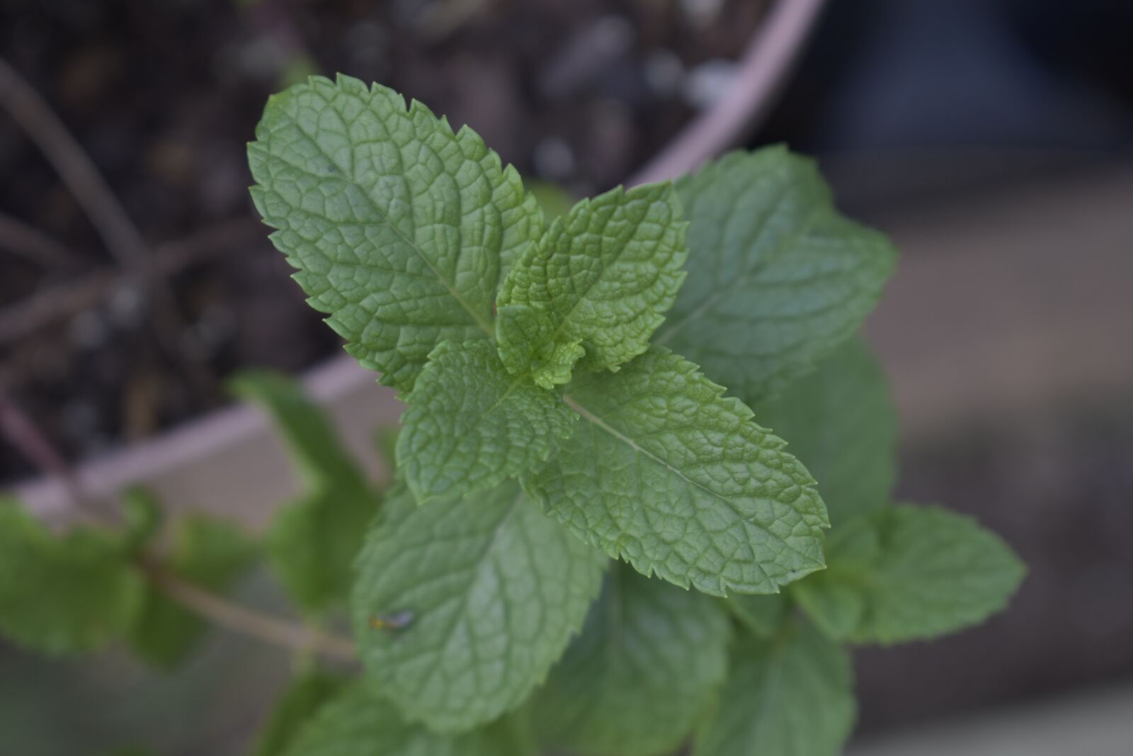 Nikon D3500 sample photo. Mint, green, peppermint photography