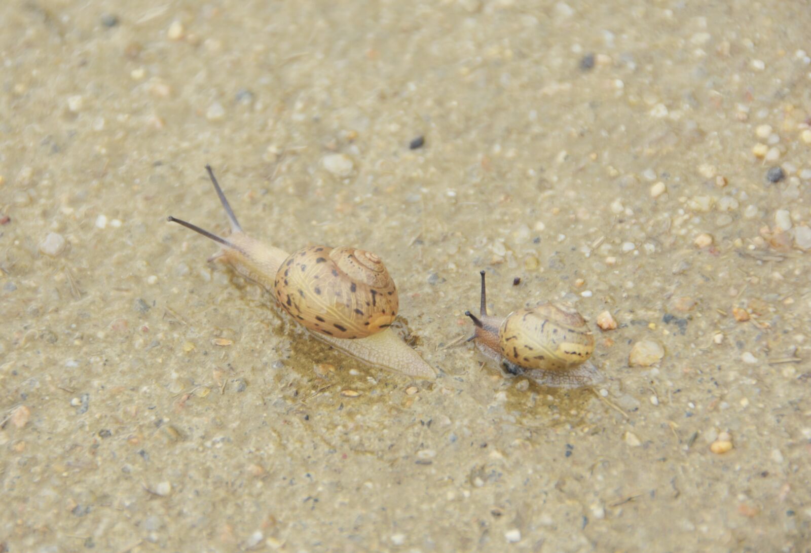 Nikon D7200 sample photo. Snail, mollusc, non photography