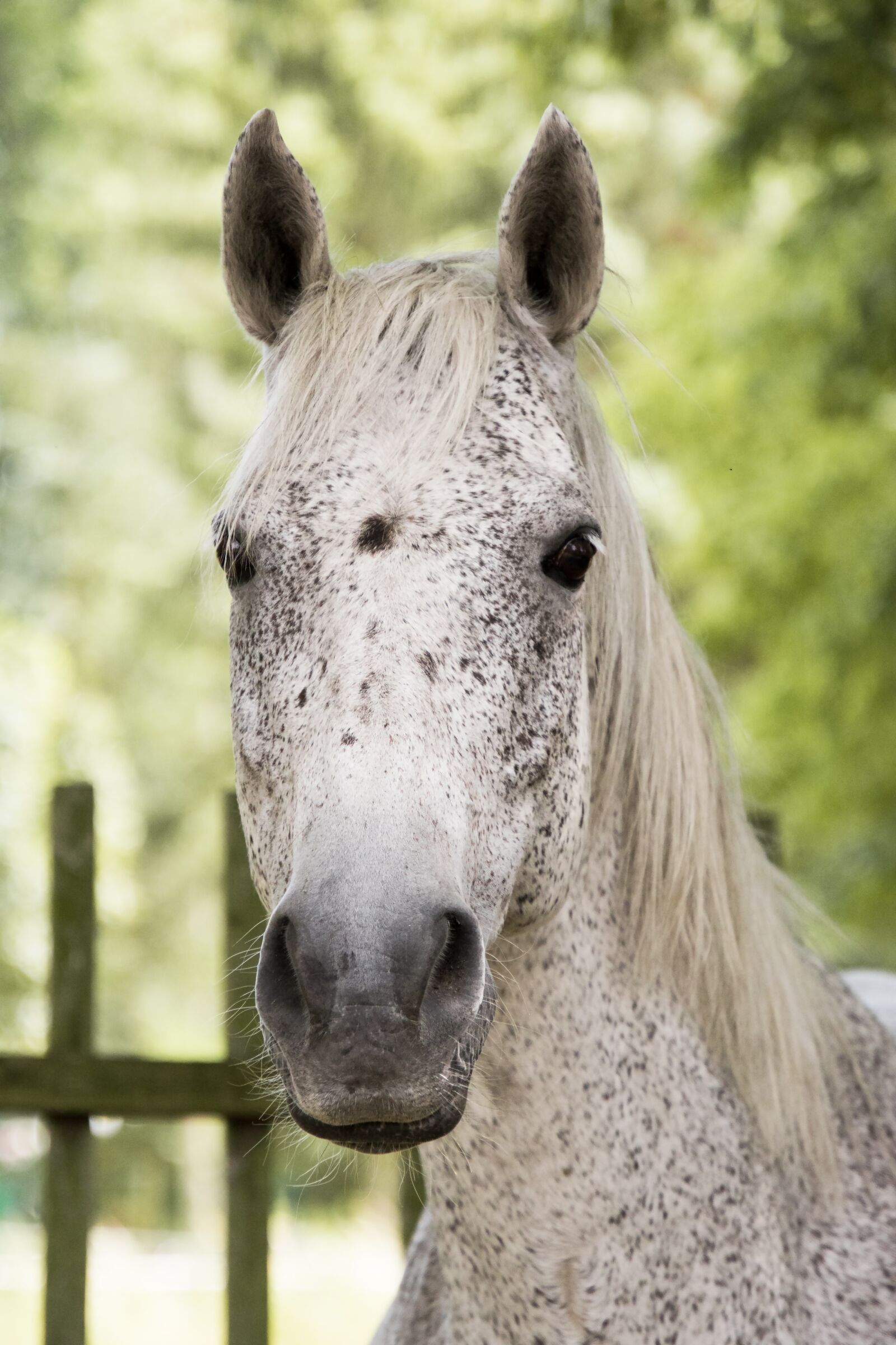 Nikon D5600 sample photo. Horse, mold, fly mold photography