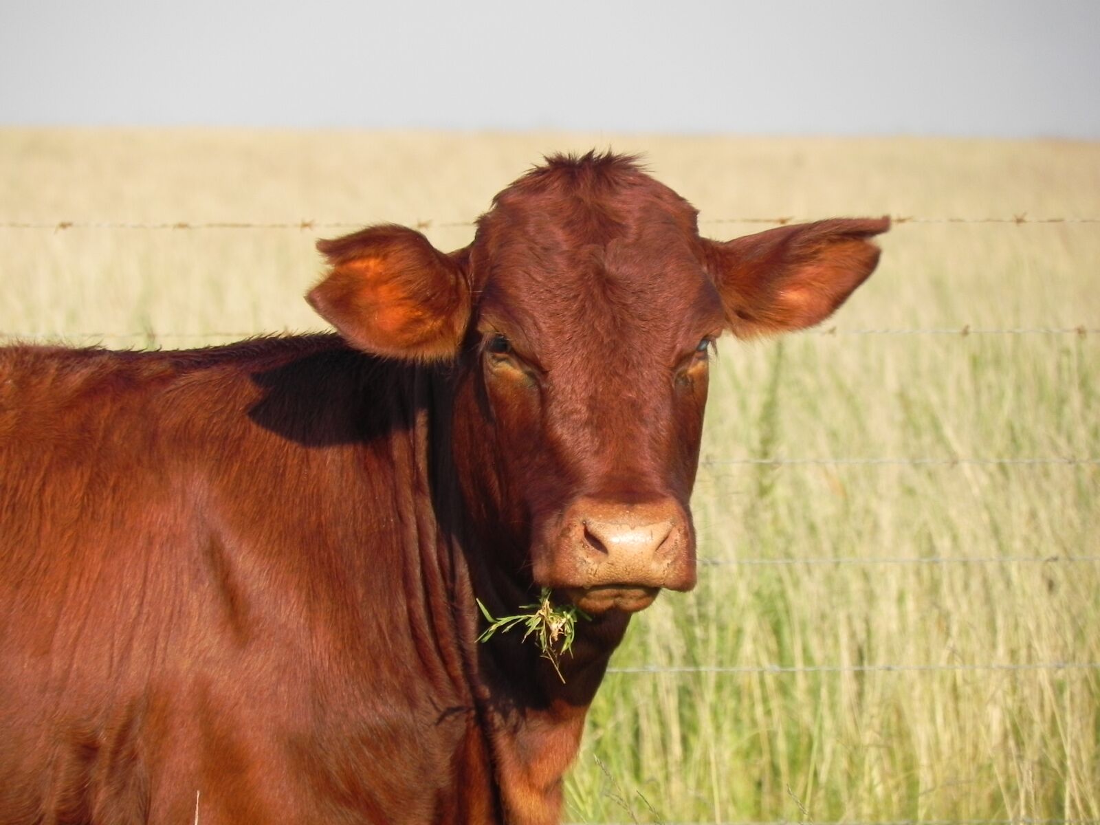 Nikon Coolpix P100 sample photo. Agriculture, cow, food photography