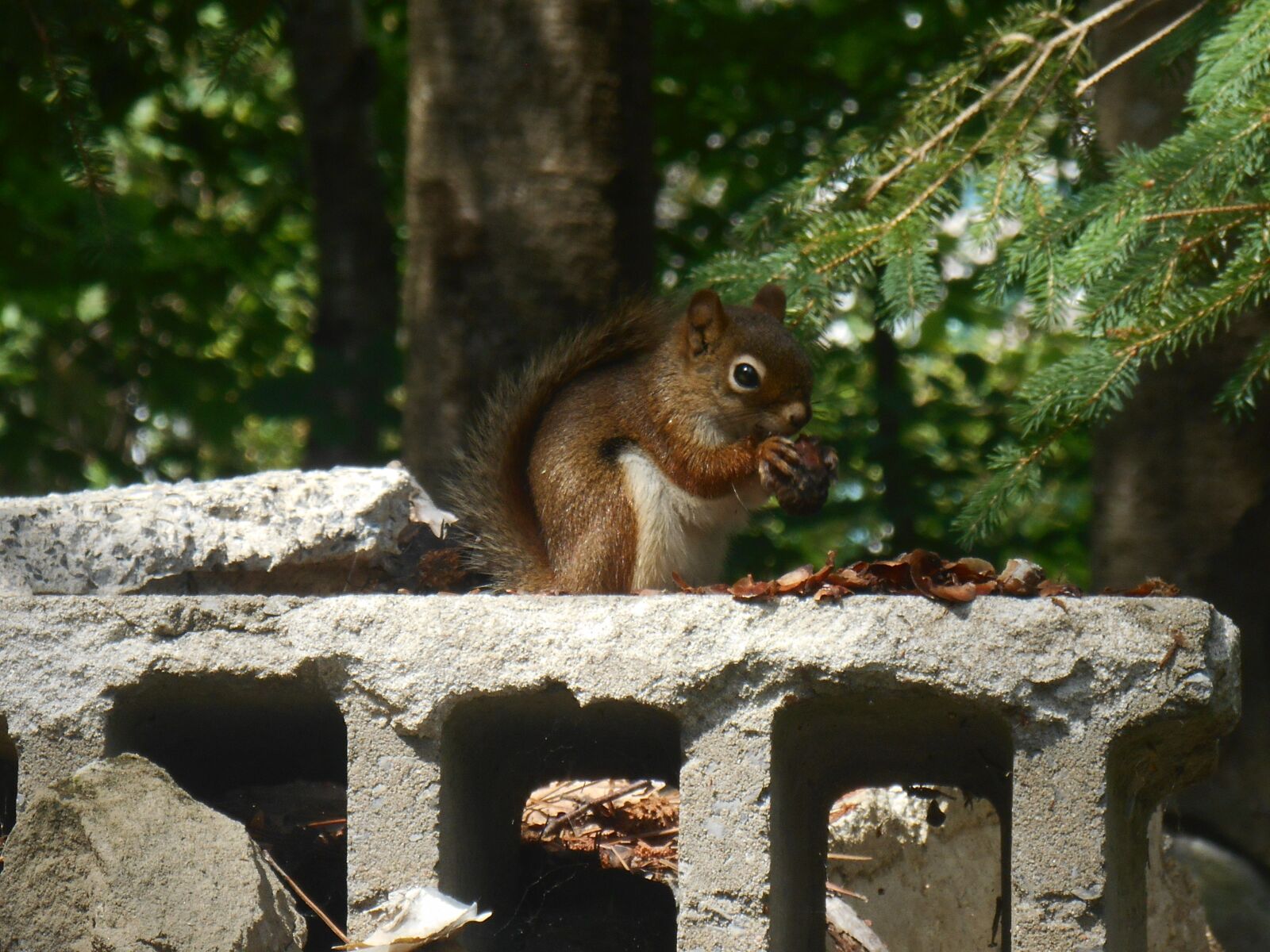 Nikon Coolpix S3500 sample photo. Canada, squirrel, trees photography